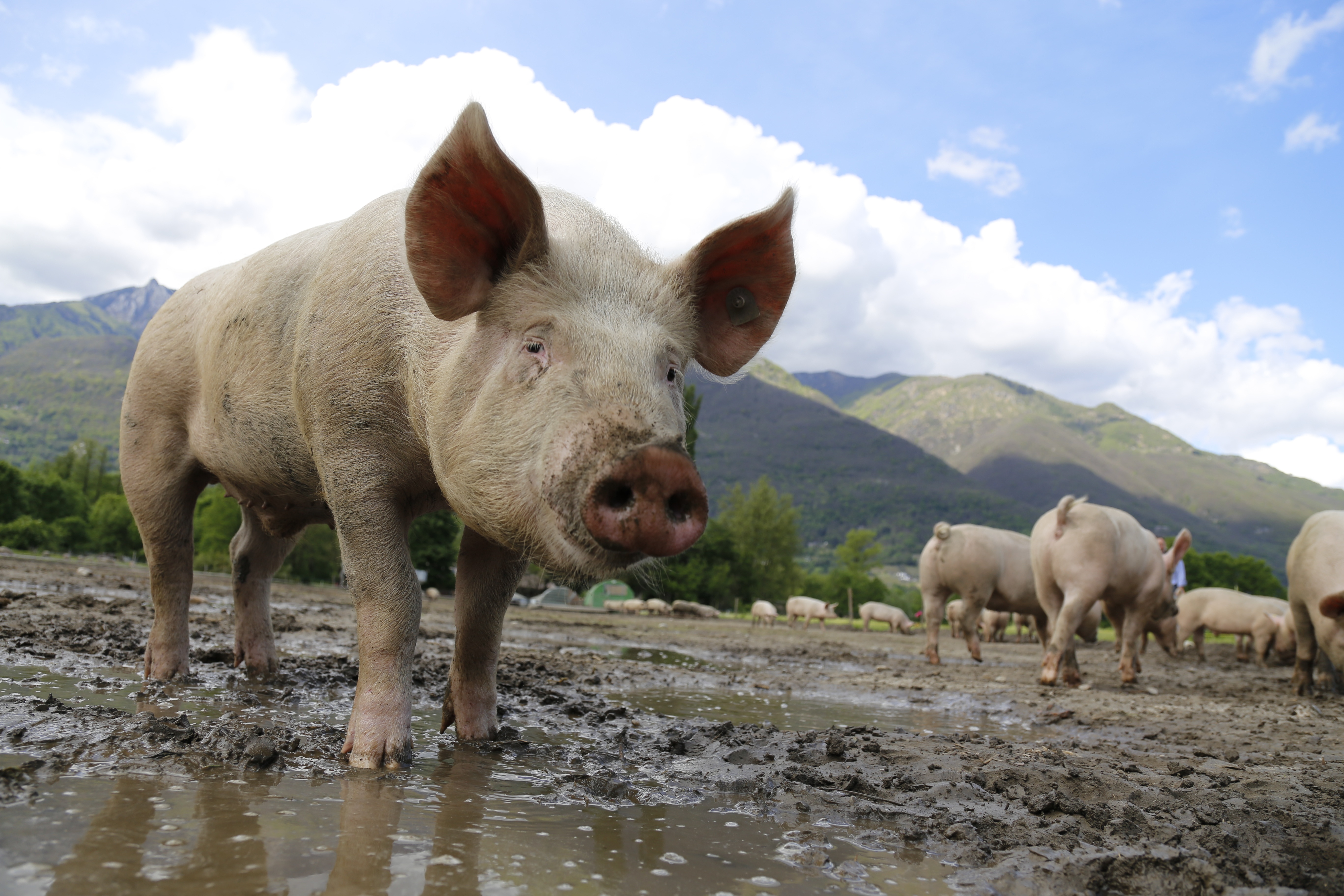 农场里的一只猪看着镜头