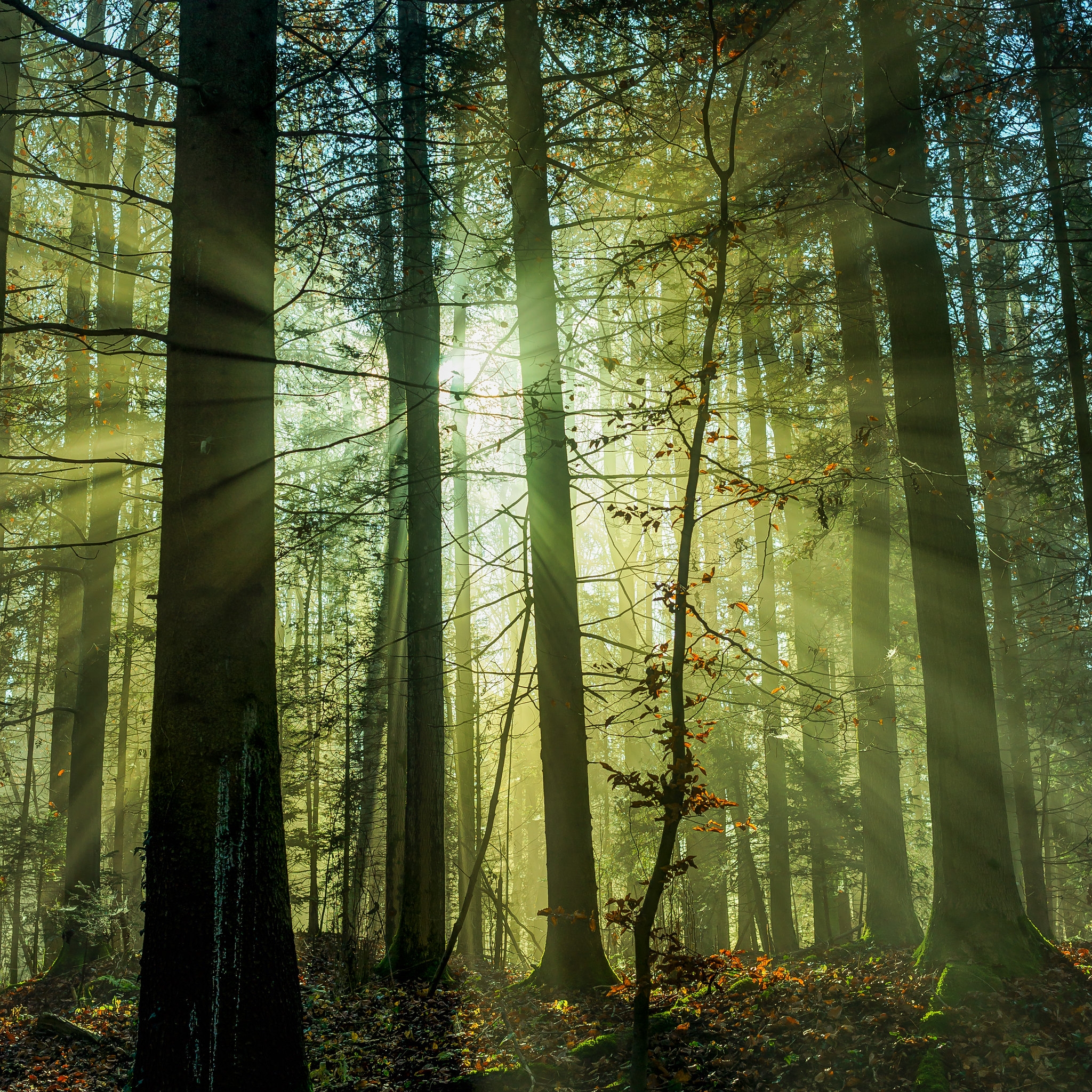 Free photo A sunny day with rays of sunshine in the forest