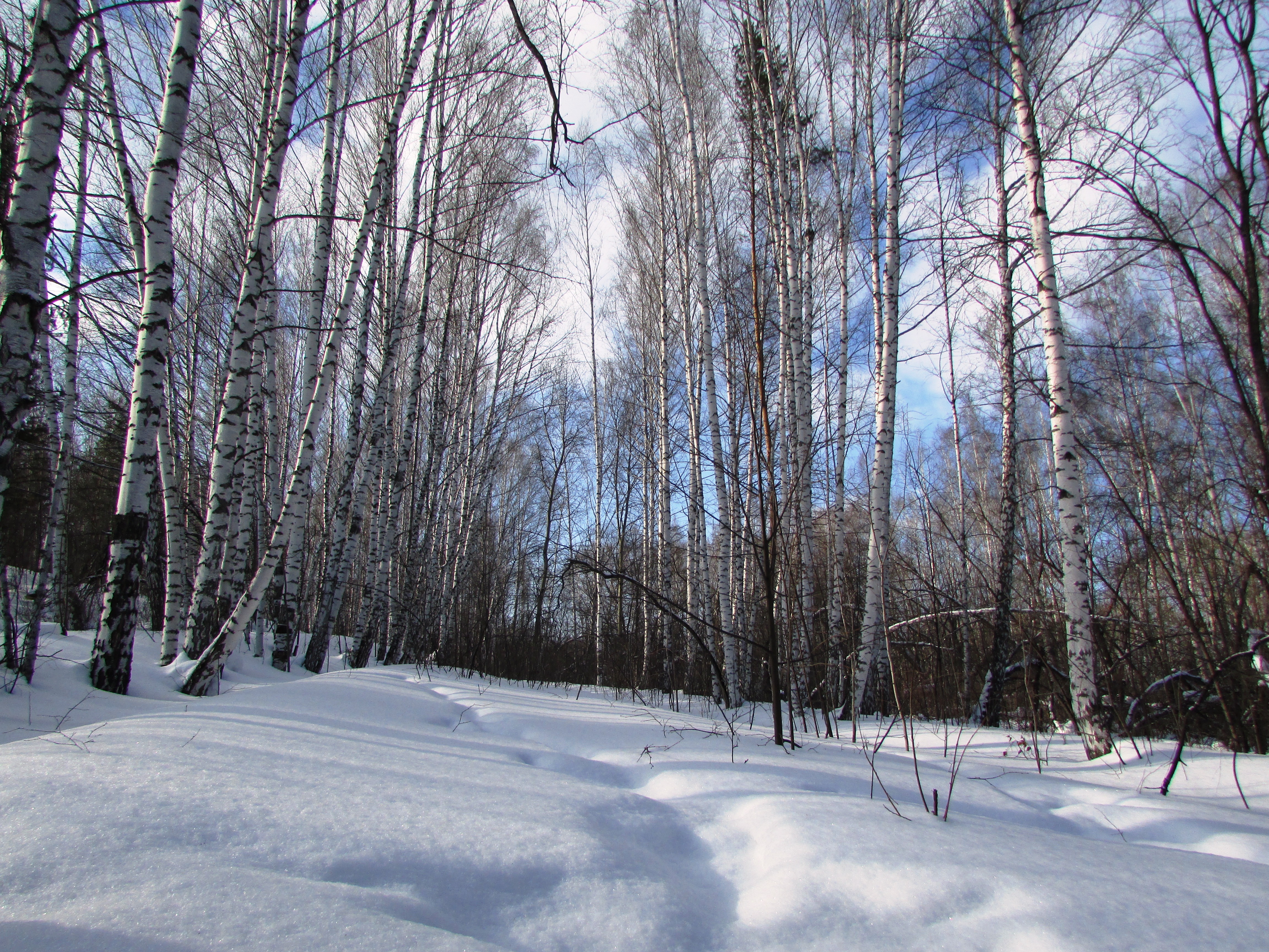 A birch grove in a winter forest