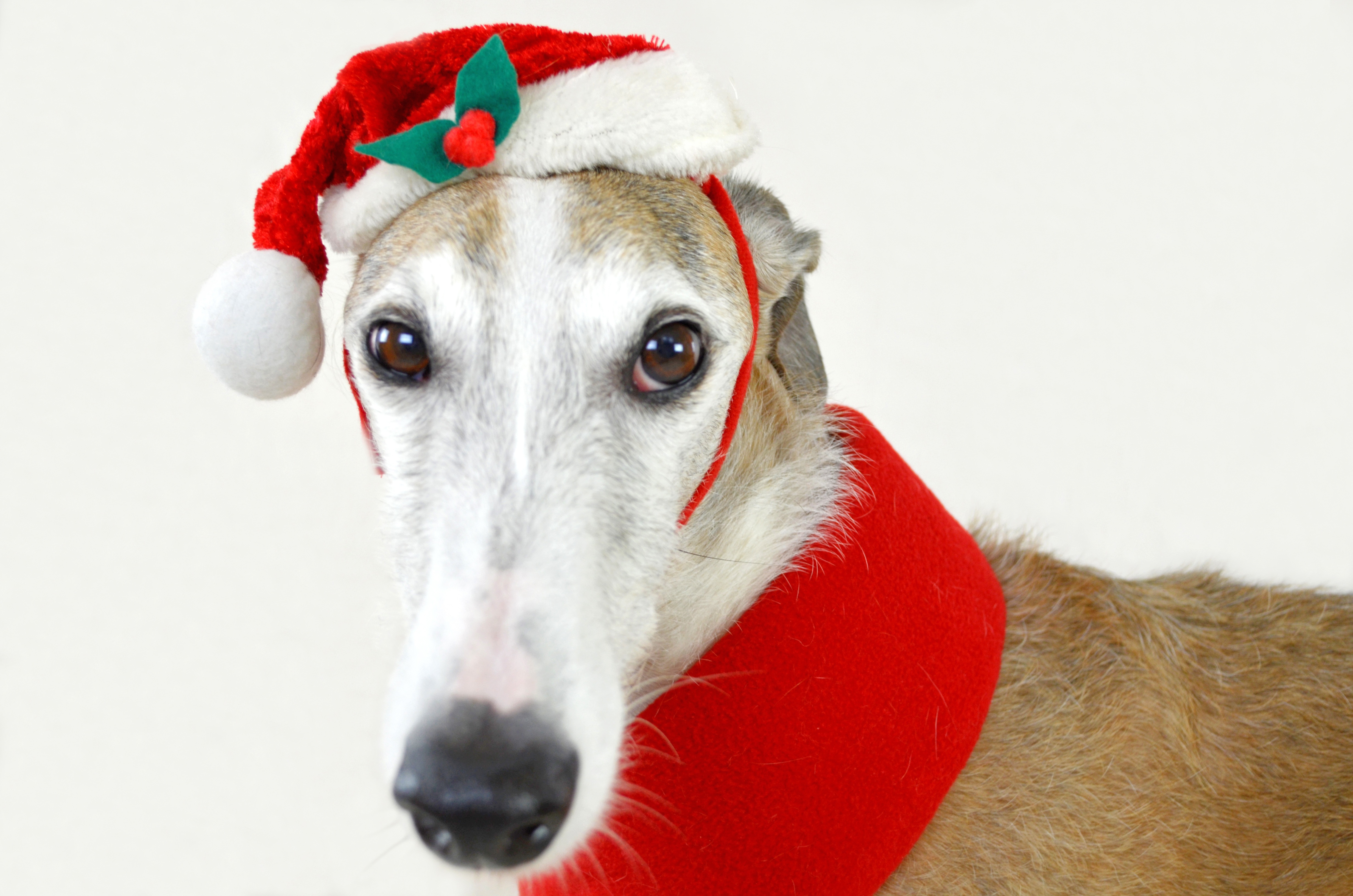 Free photo A dog in a New Year`s hat