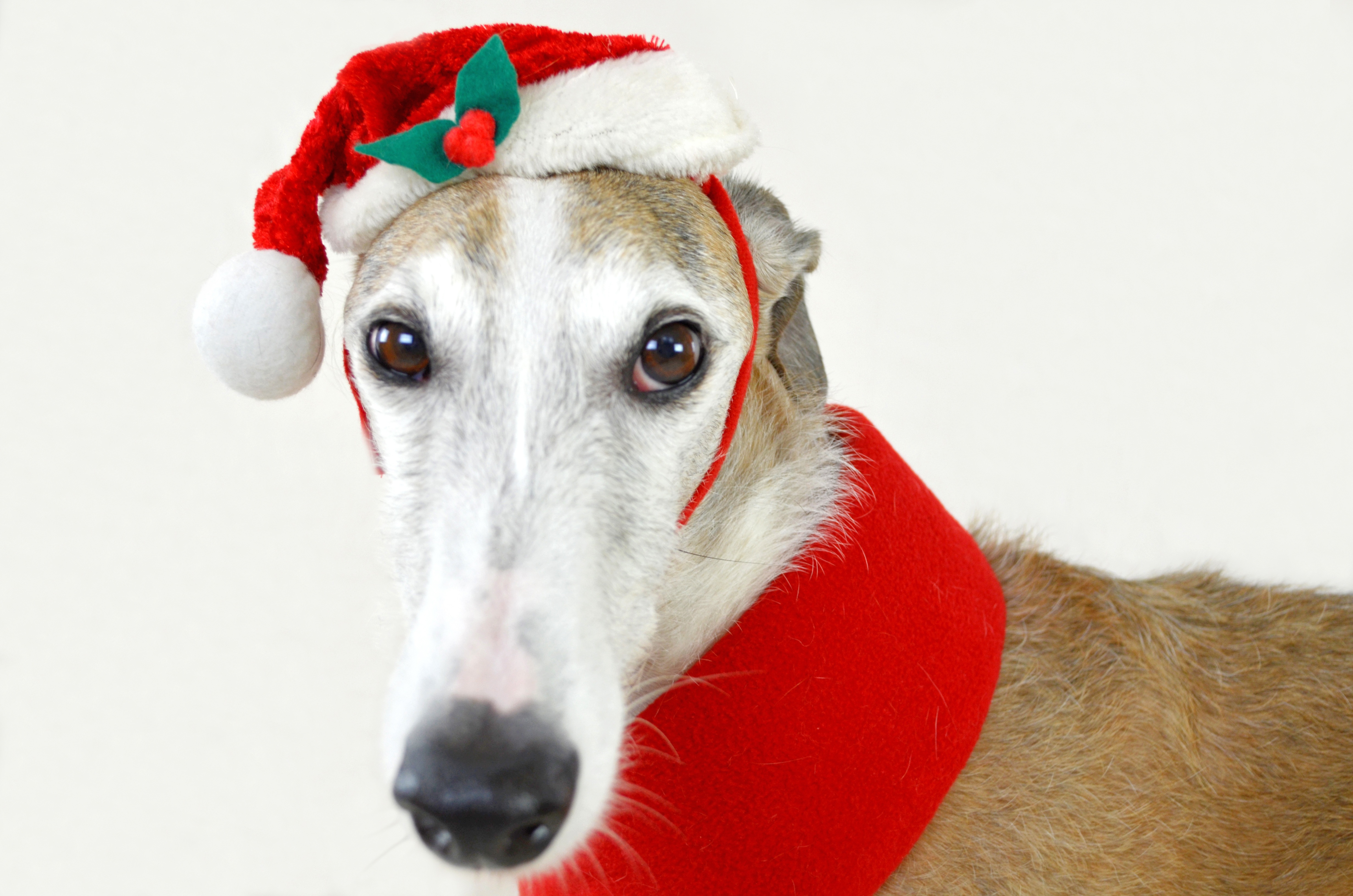 免费照片戴圣诞帽的狗