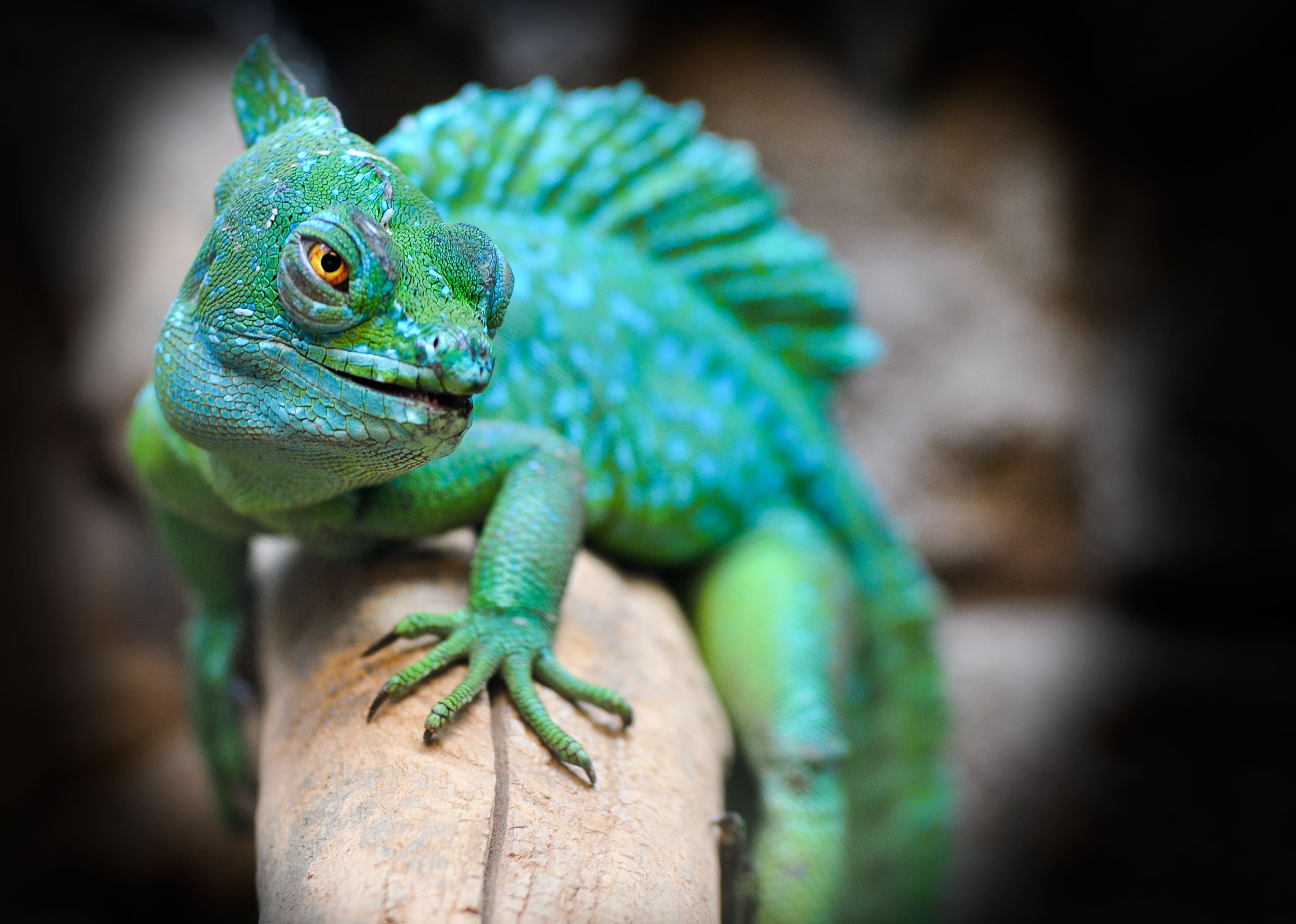 Wallpapers wallpaper lizard green wood on the desktop