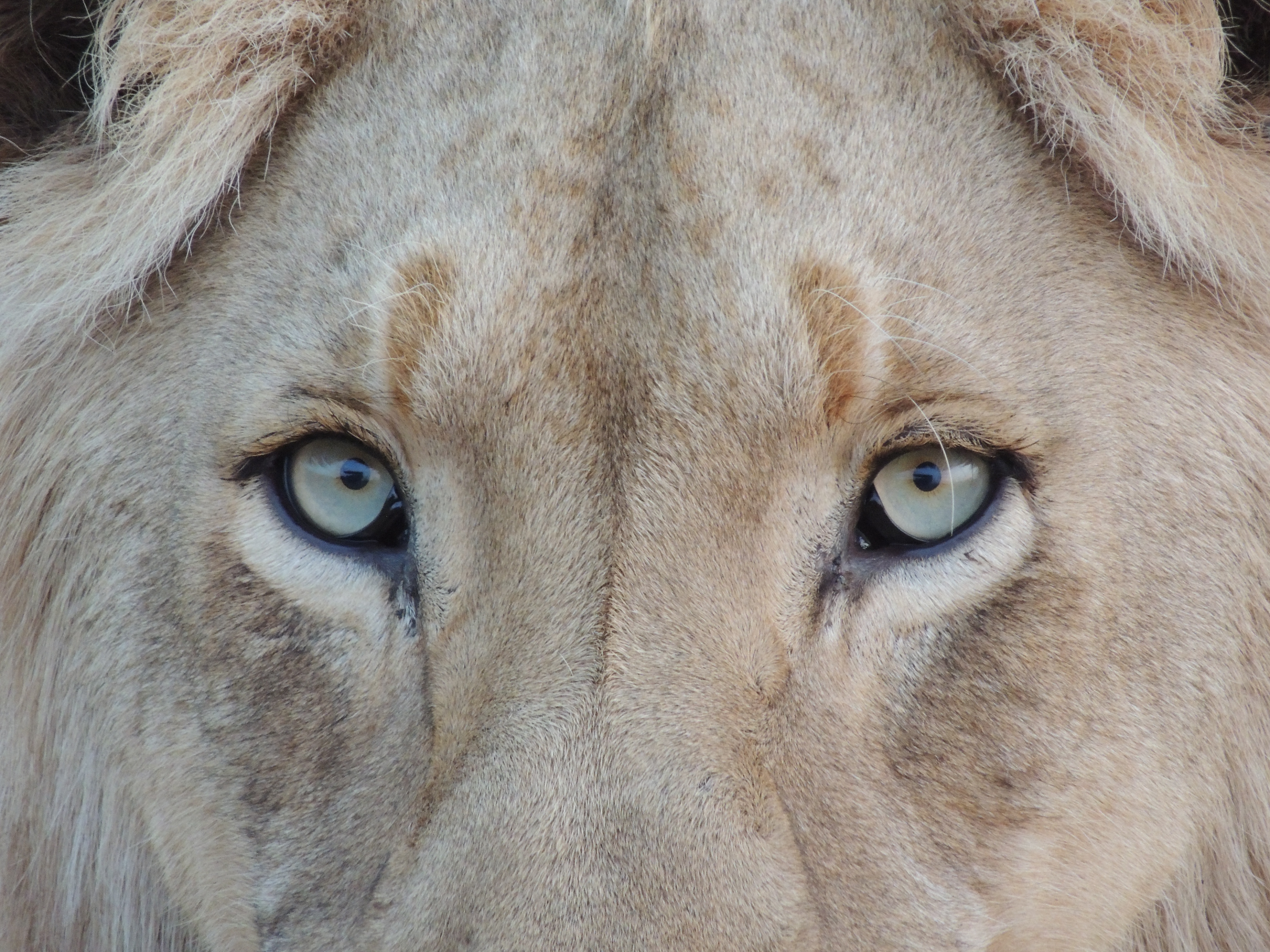 Wallpapers wildlife wild cat on the desktop