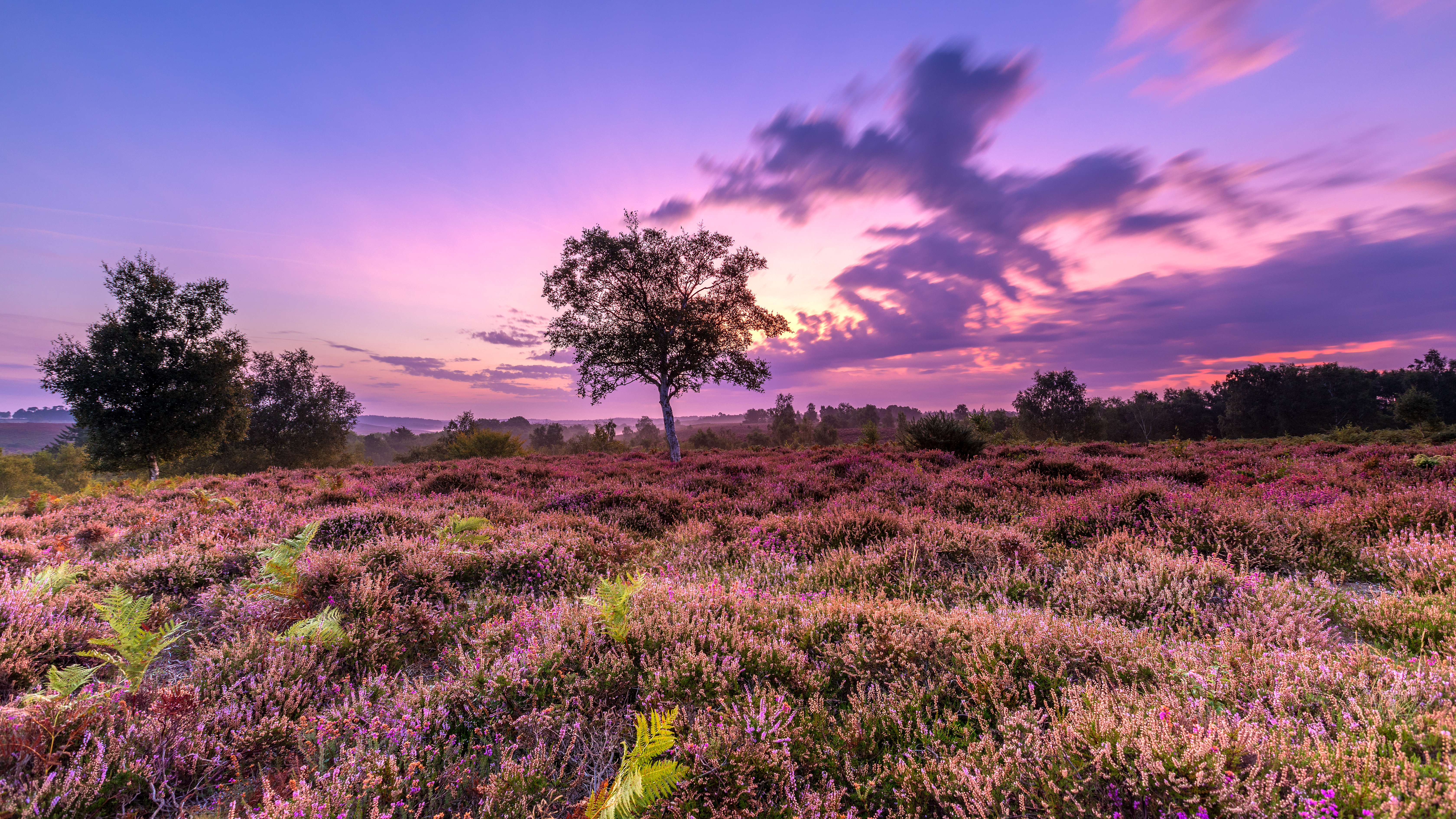 Free photo Beautiful field at sunset