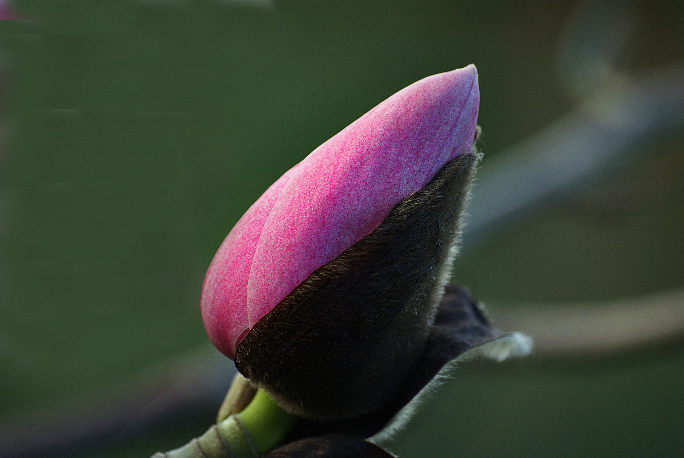 Free photo An unblossomed flower