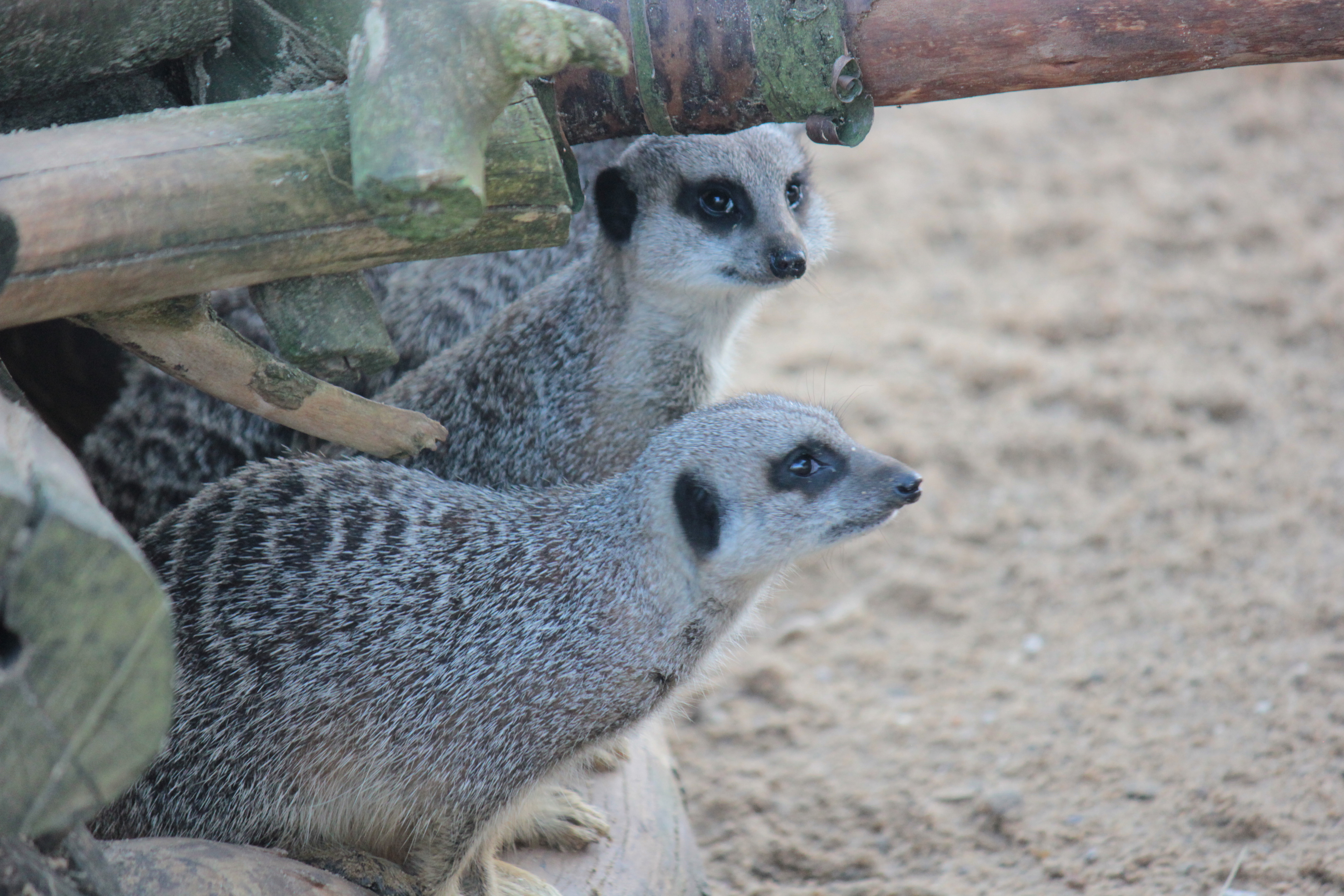 Wallpapers Meerkat meerkats rest on the desktop