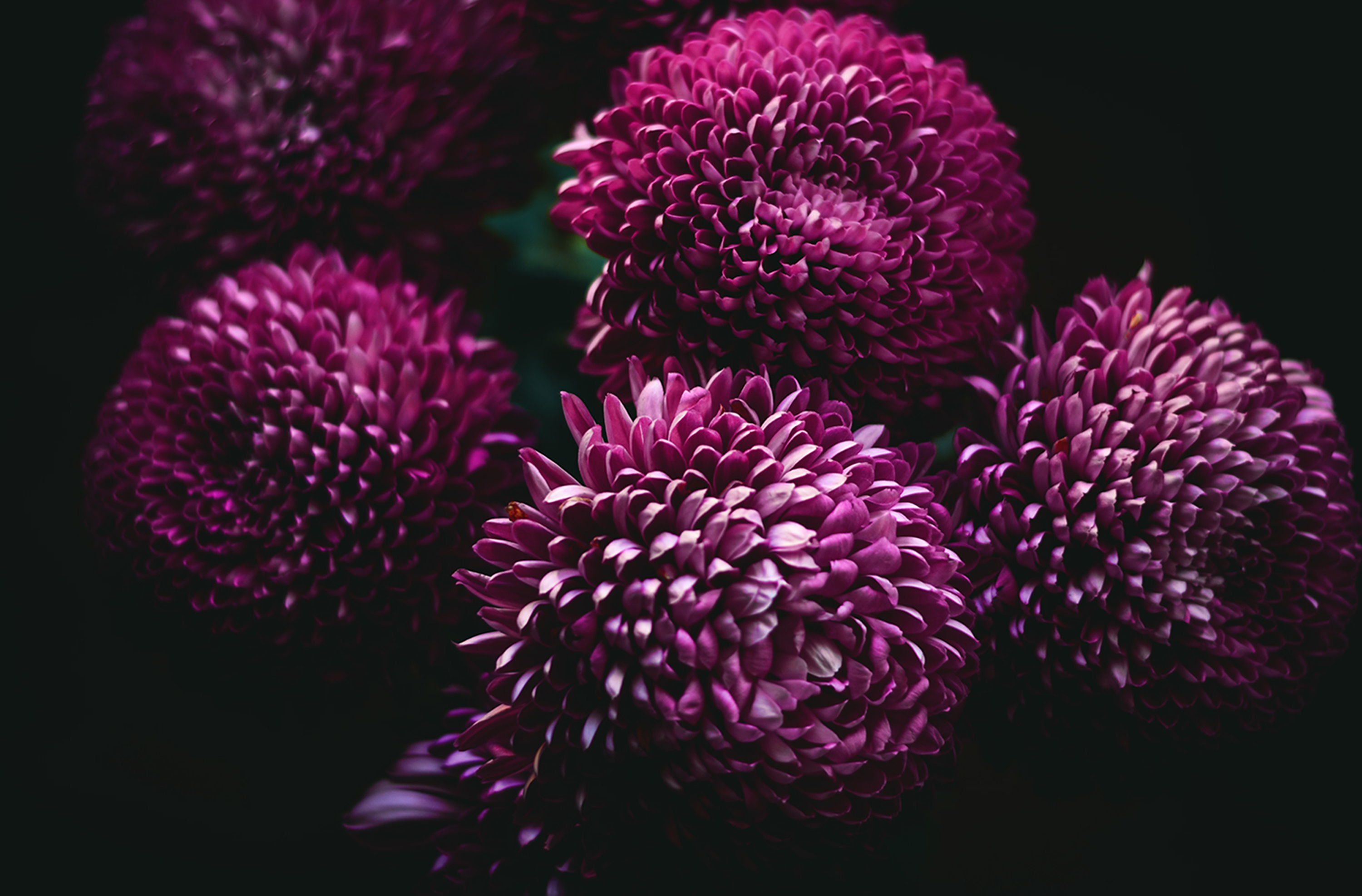 桌面上的壁纸栽种 花 紫色