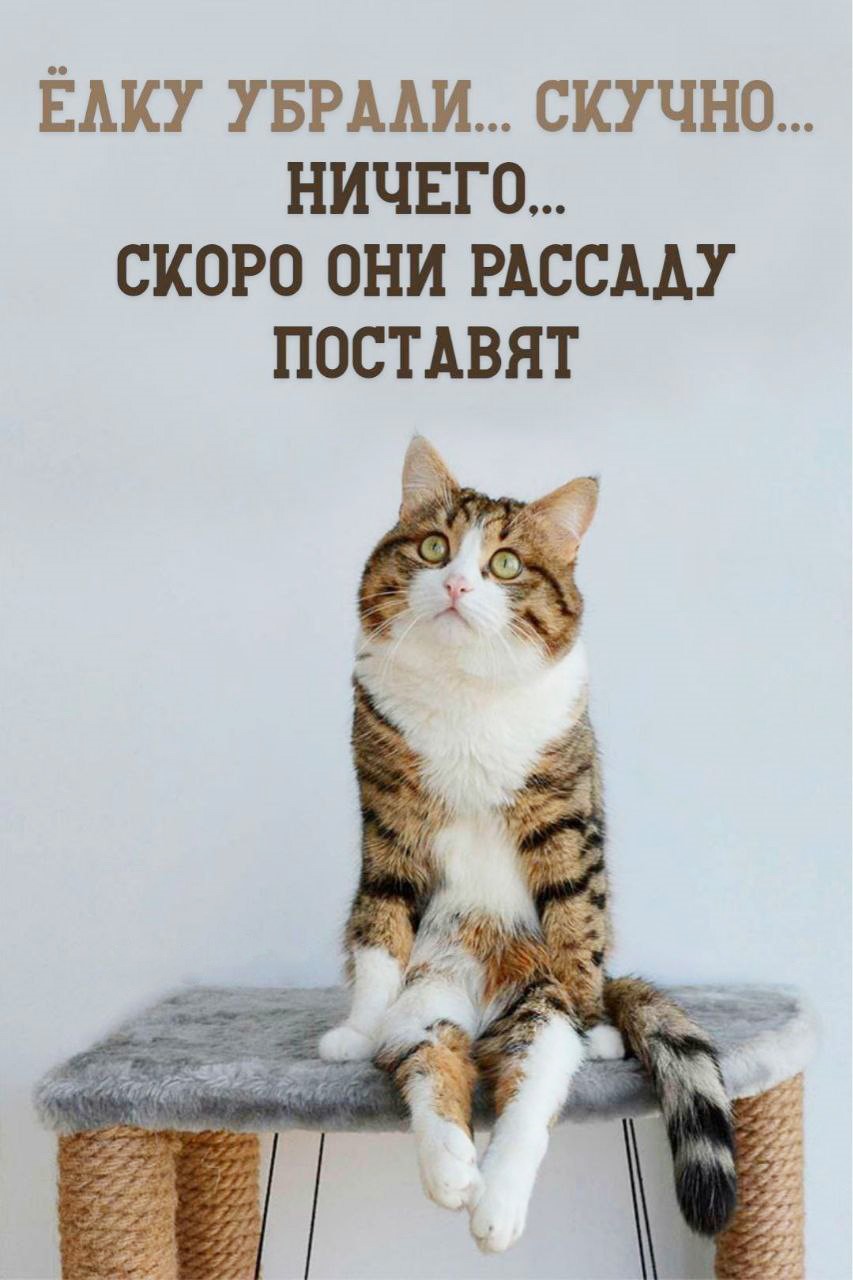 免费明信片圣诞树被删除，一只猫的故事很无聊