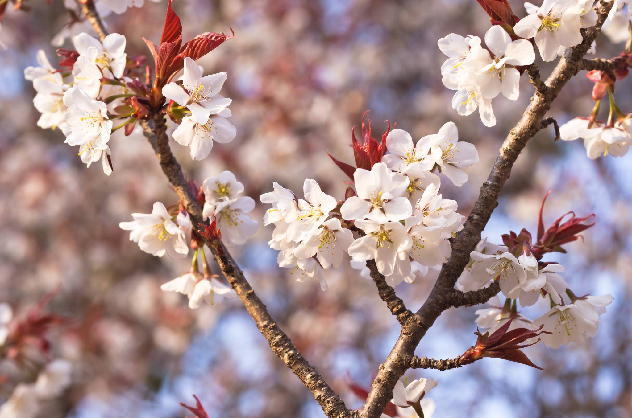 Wallpapers flora the flowering cherry blossoms on the desktop