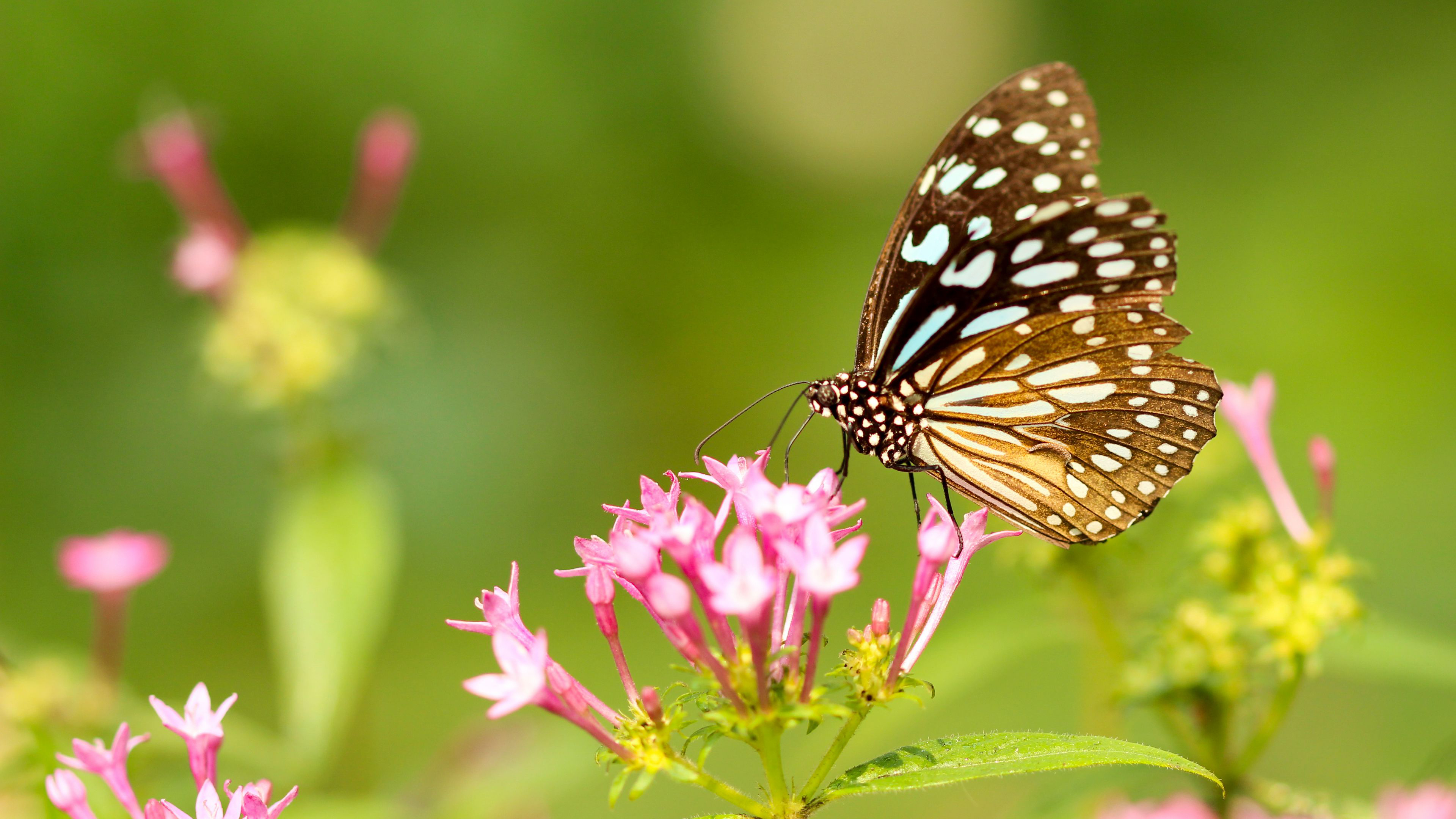 Free photo Black butterfly on little pink flowers