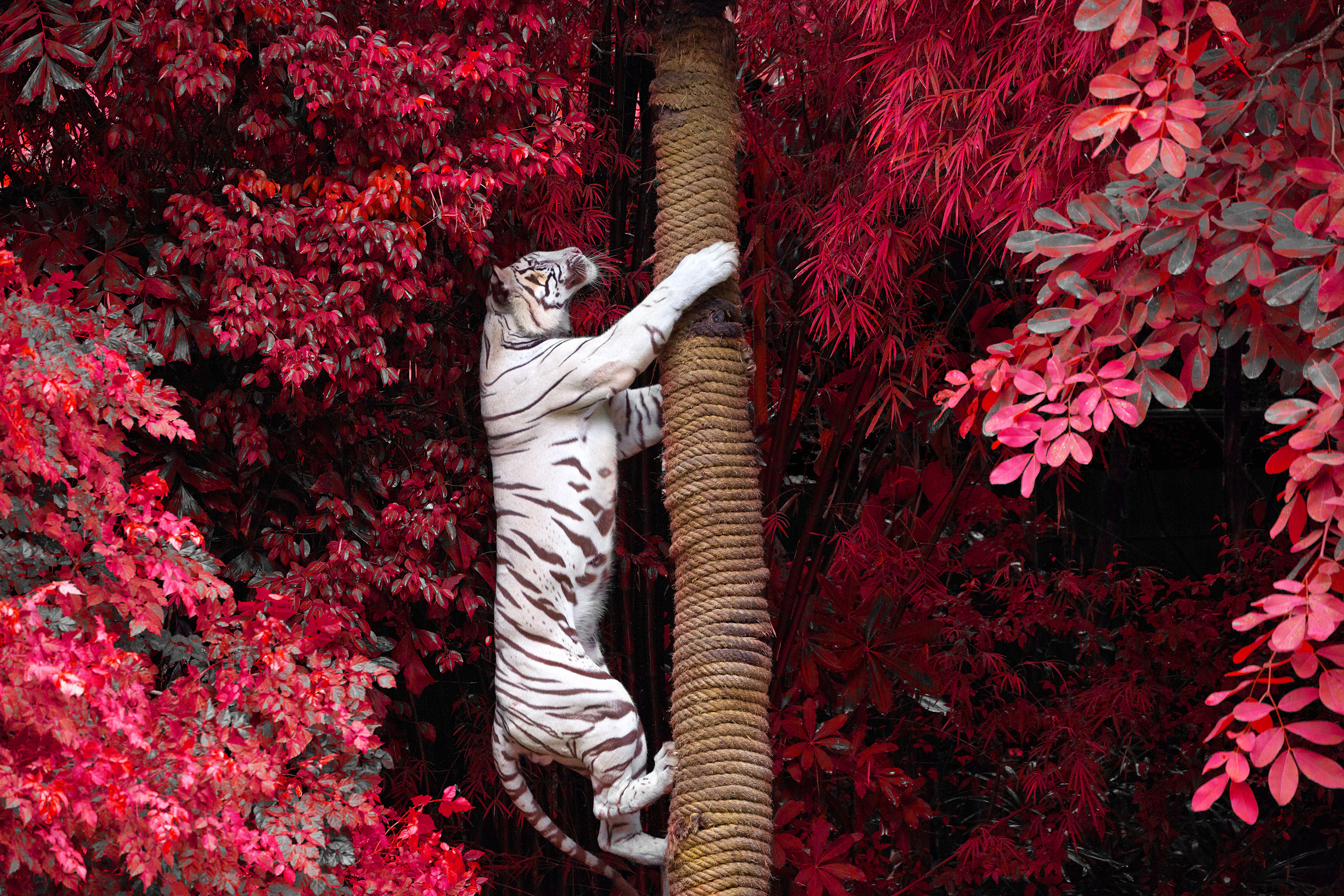 Free photo A big white tiger climbs up