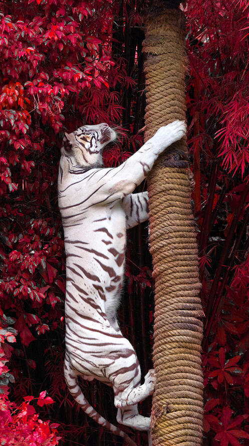 Бесплатное фото Большой белый тигр карабкается вверх