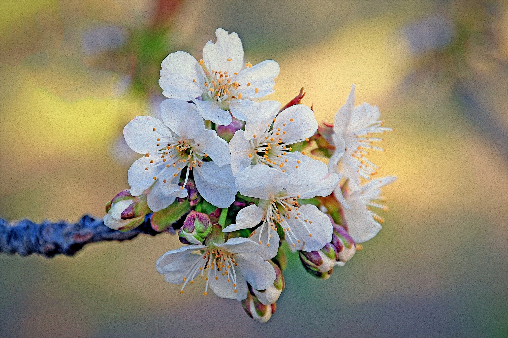 Free photo The cherry petals