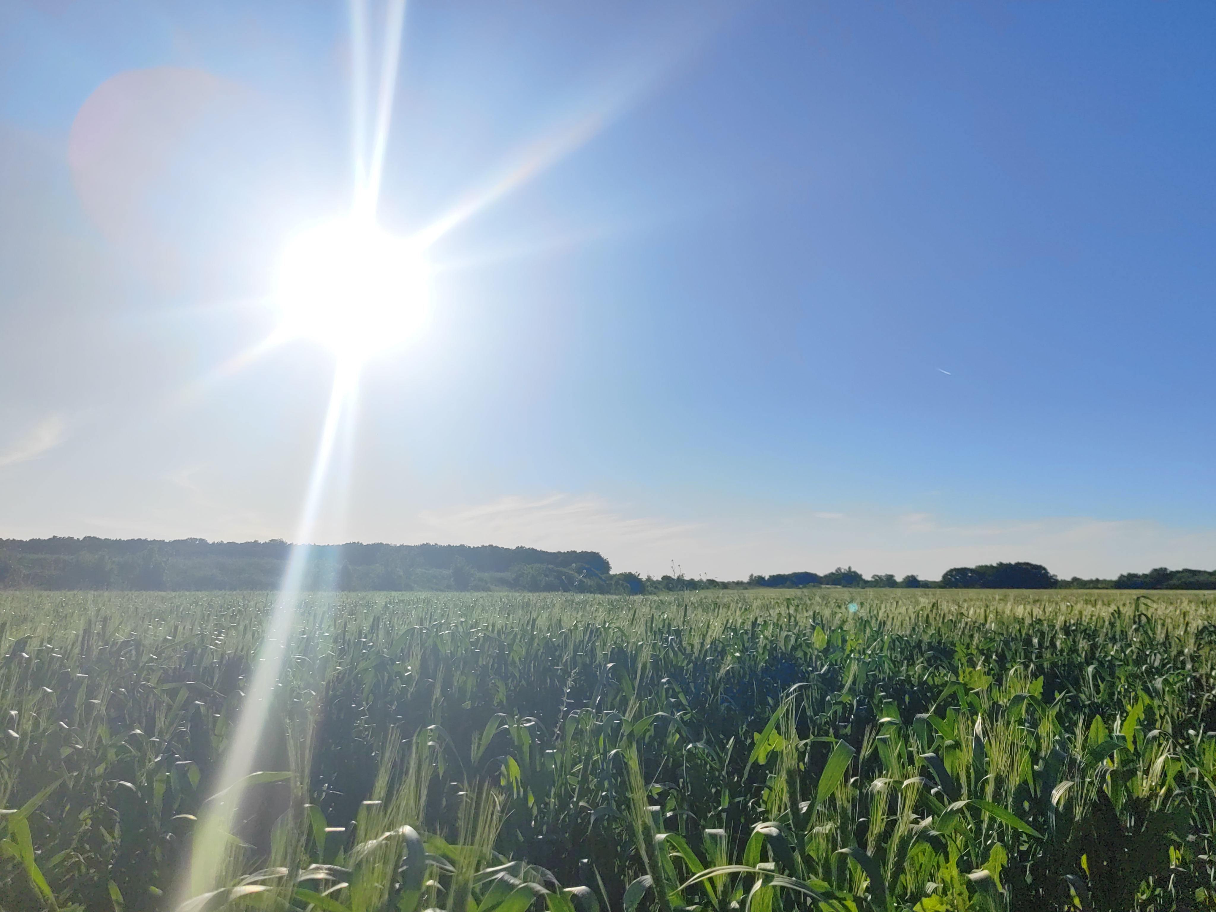大自然中的黎明