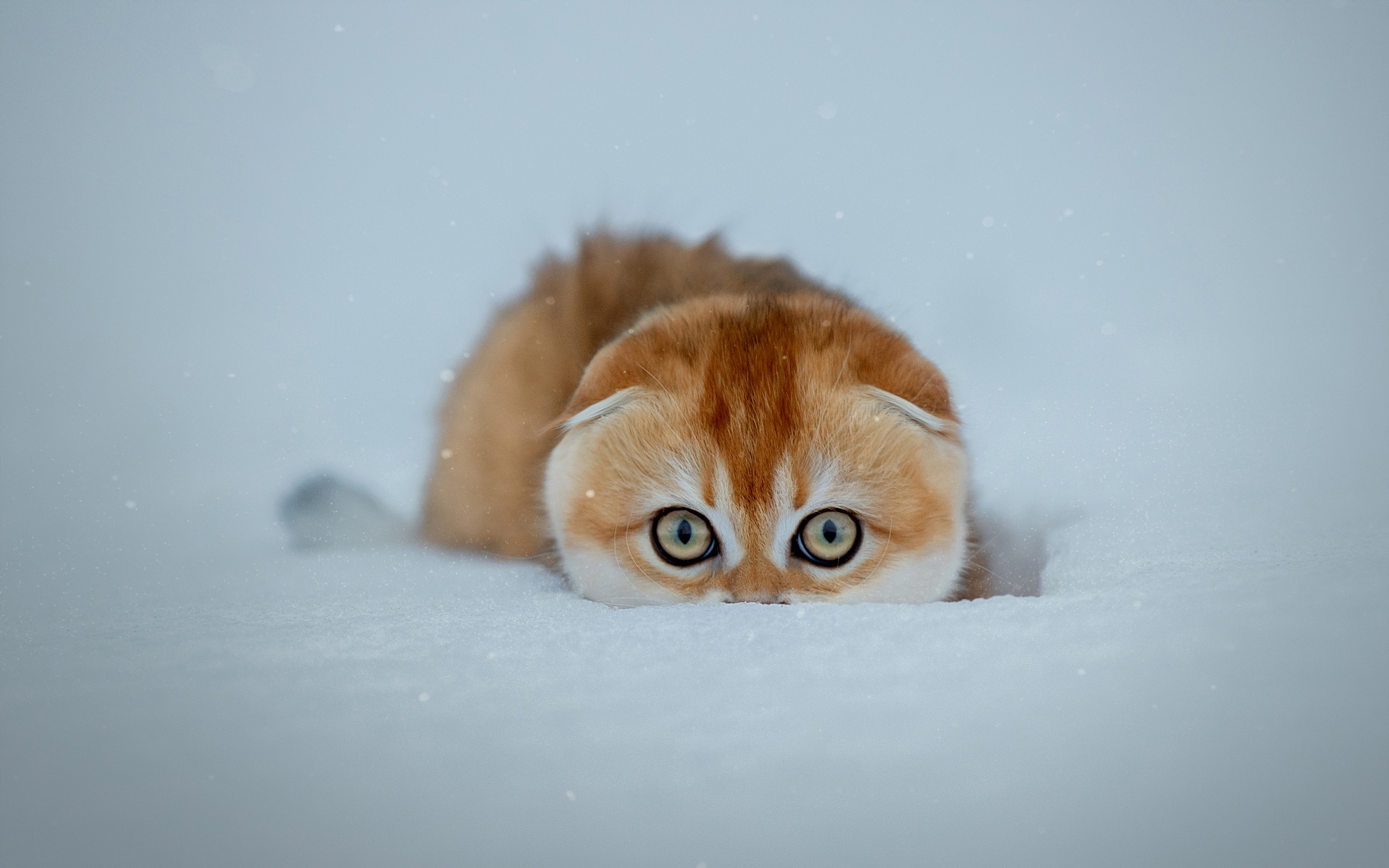 A red kitty hiding in the snow