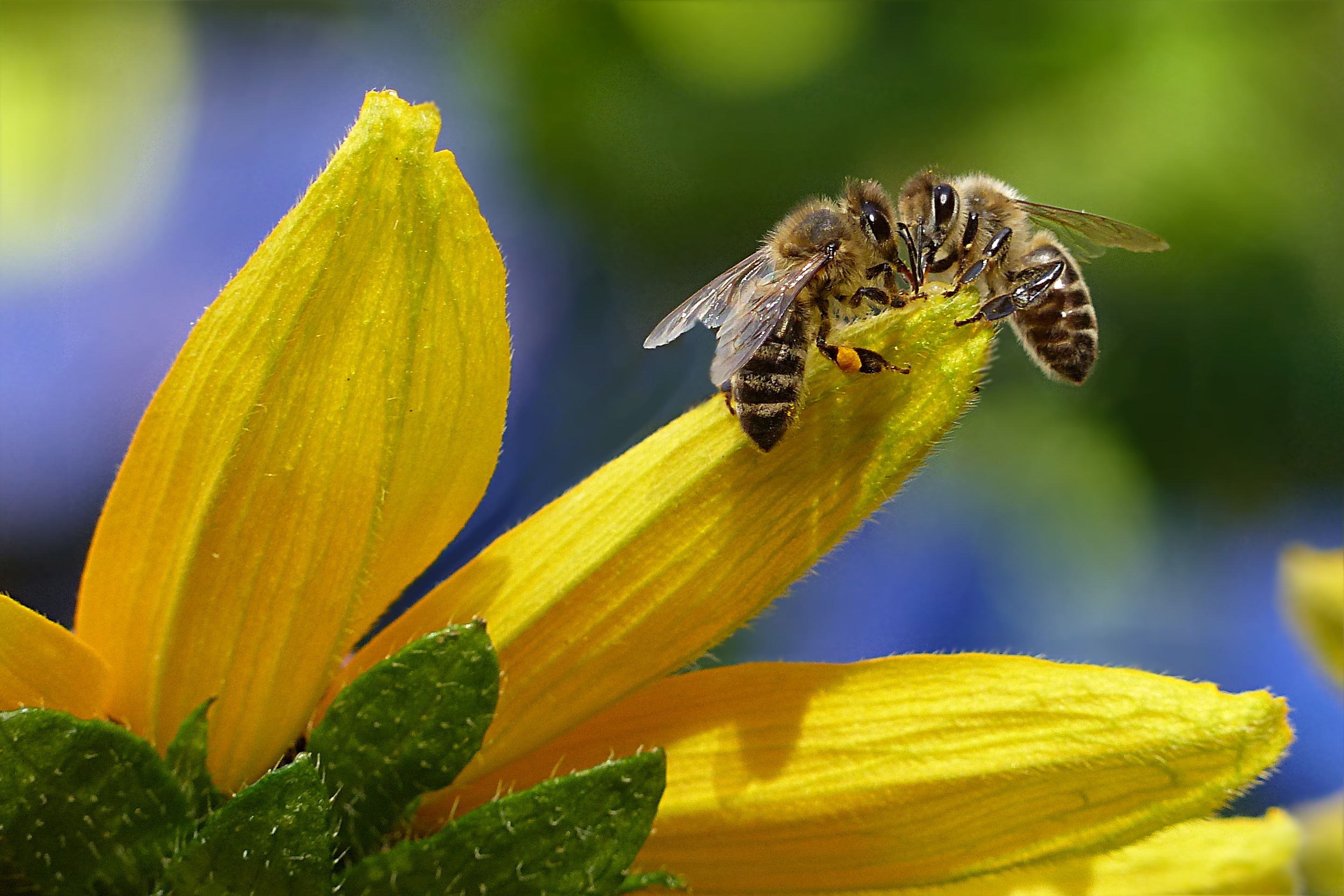 Пчелы на цветке
