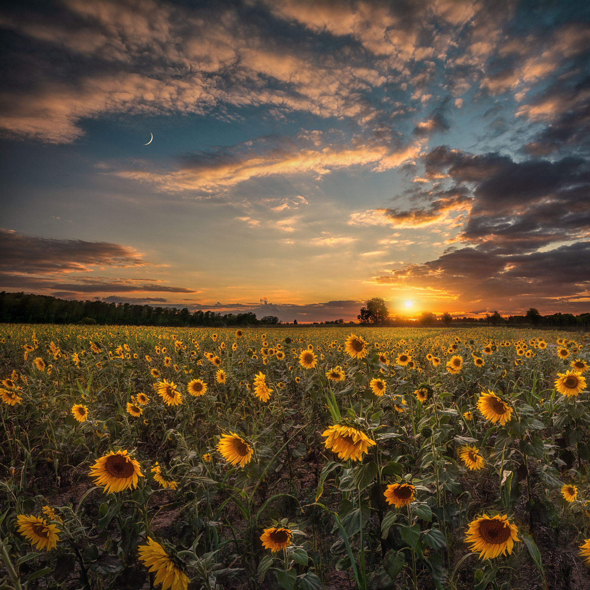 Wallpapers sky sunflowers flora on the desktop