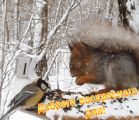 Free postcard Bird and squirrel