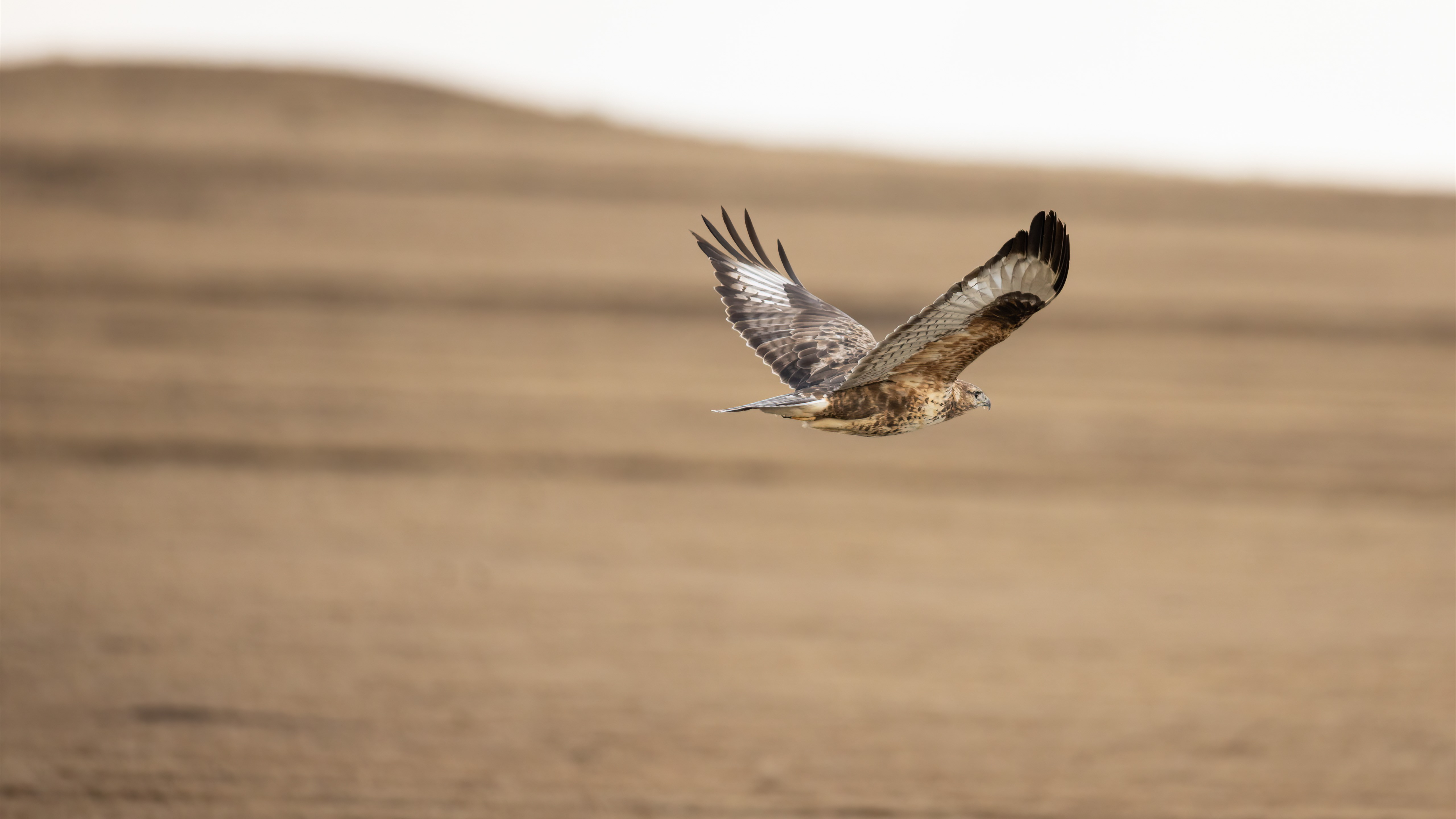 Free photo Eagle in flight side view