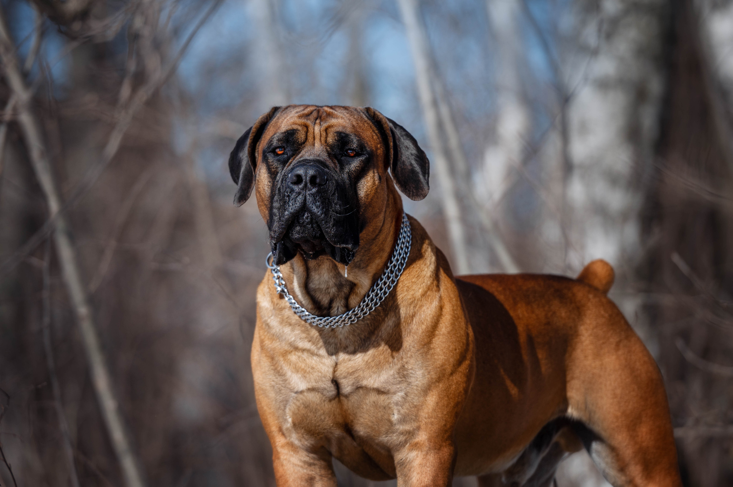 Wallpapers boerboel big dog south african boerboel on the desktop