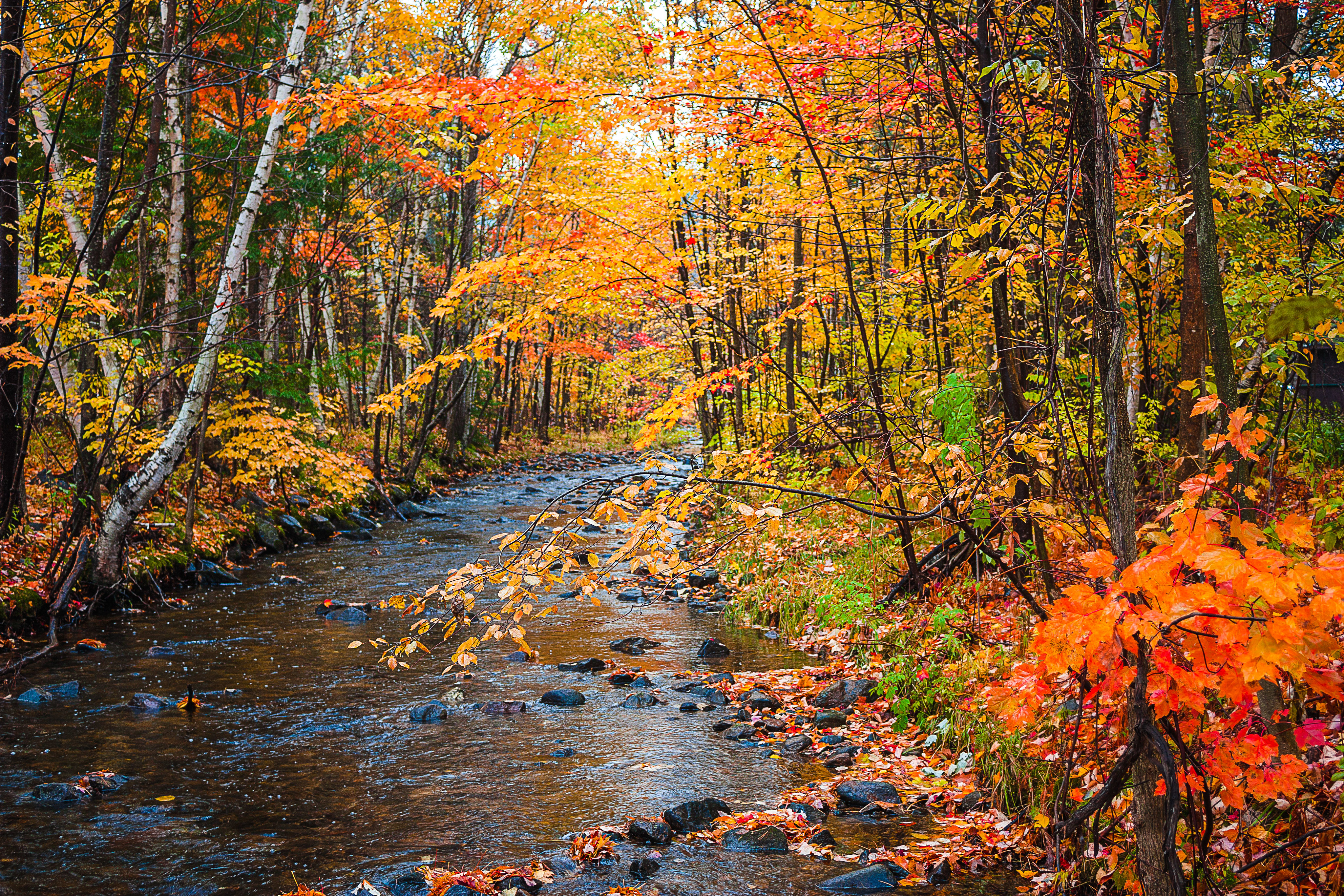 Free photo Photo of the river, autumn without registration