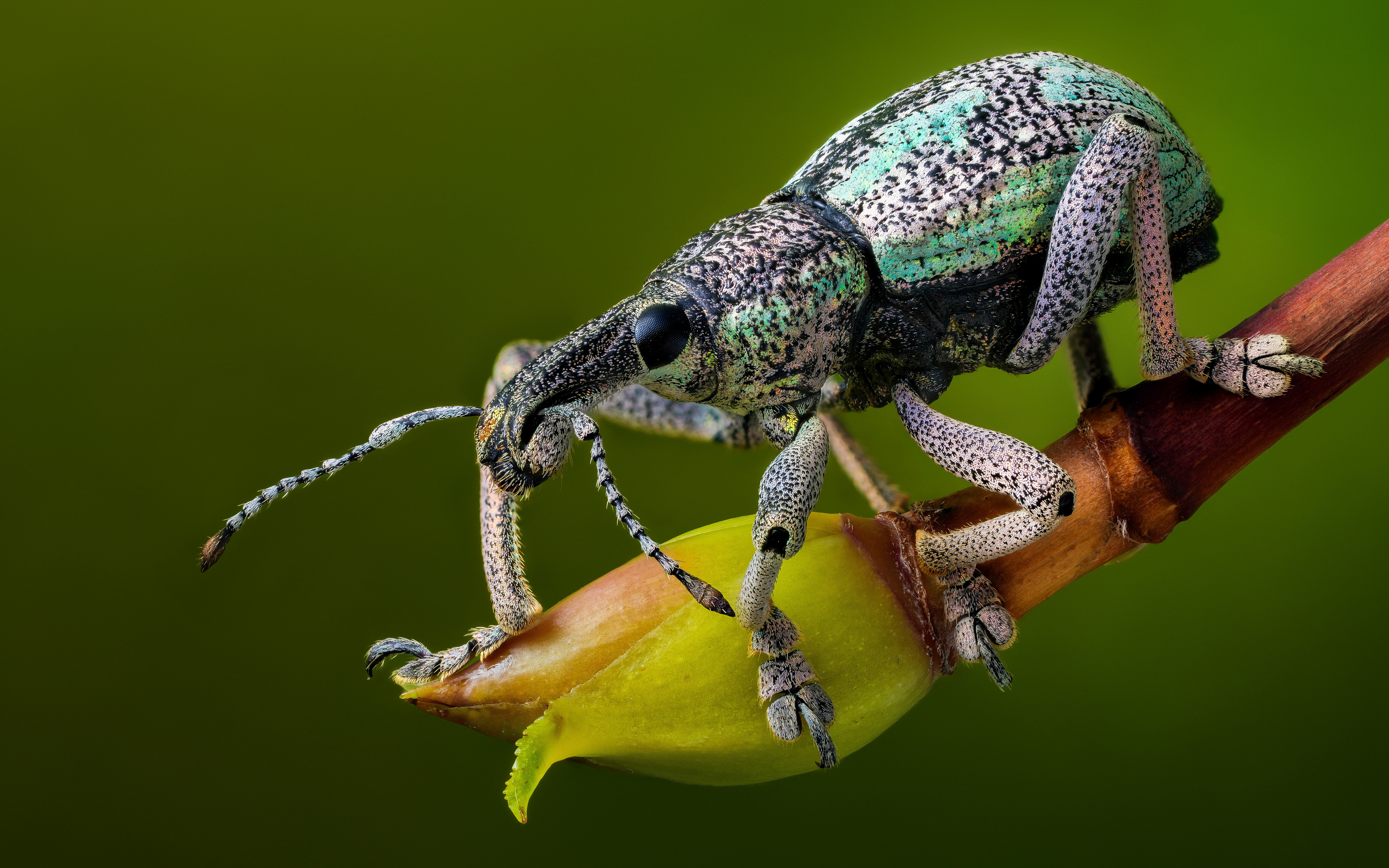 彩色甲虫停在花蕾上