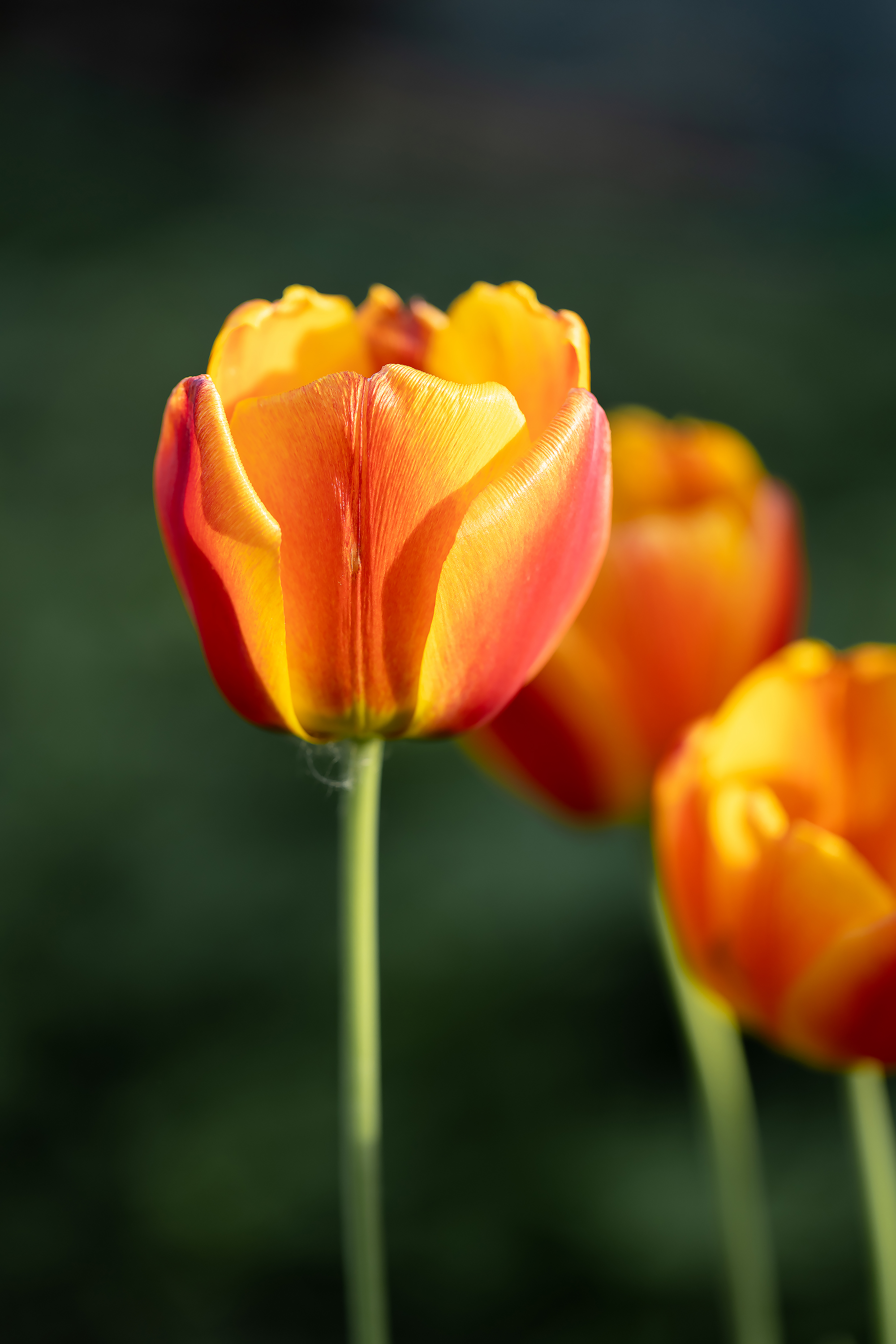Free photo Red and yellow tulip in soft light