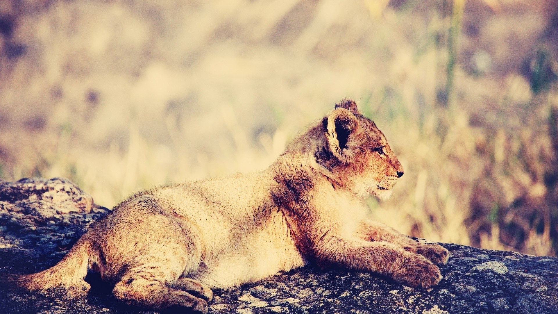 Юный лев отдыхает в тени