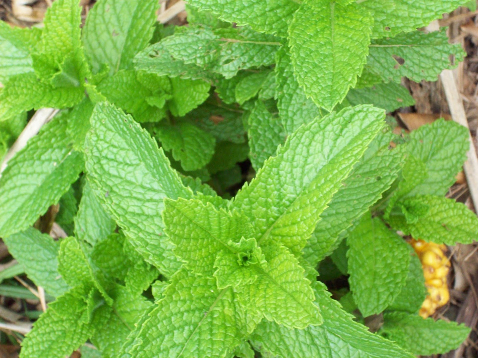 Free photo Minty bright green grass