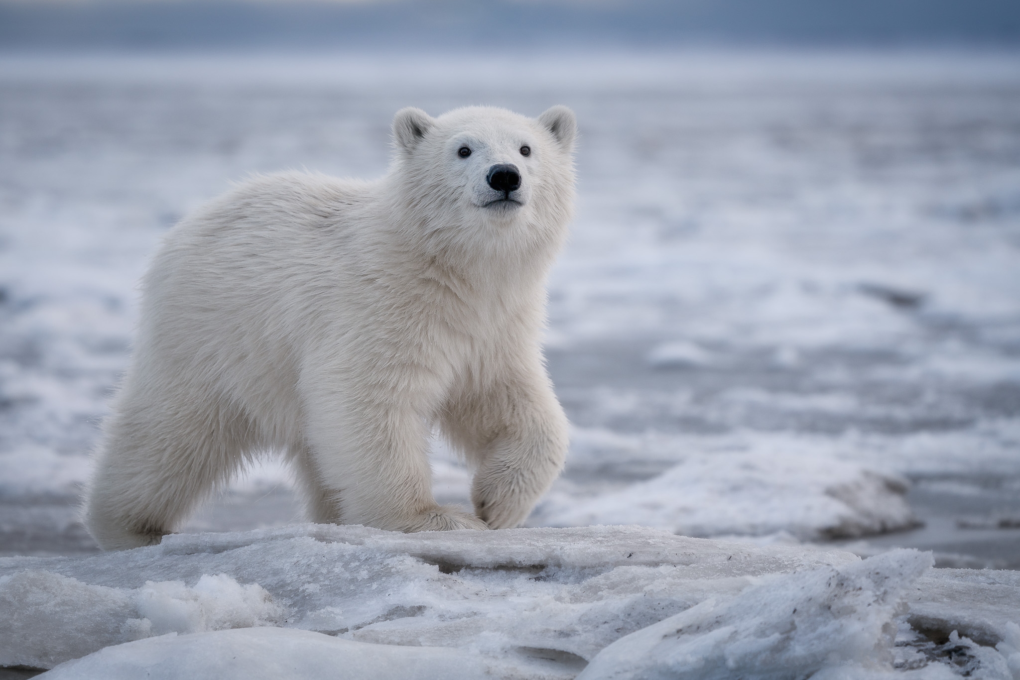 Wallpapers polar bear animal polar bears on the desktop