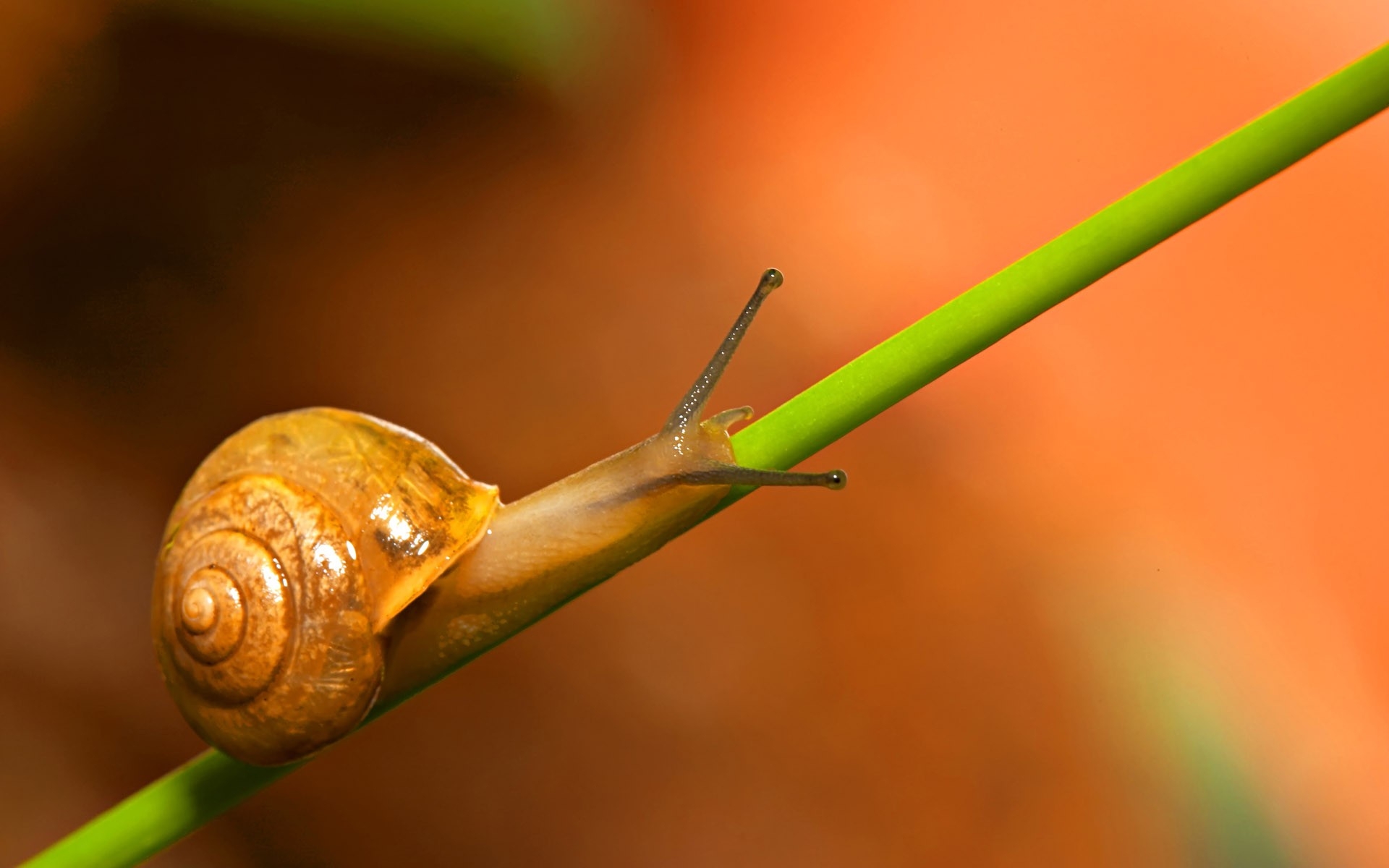 Snail on a green plant