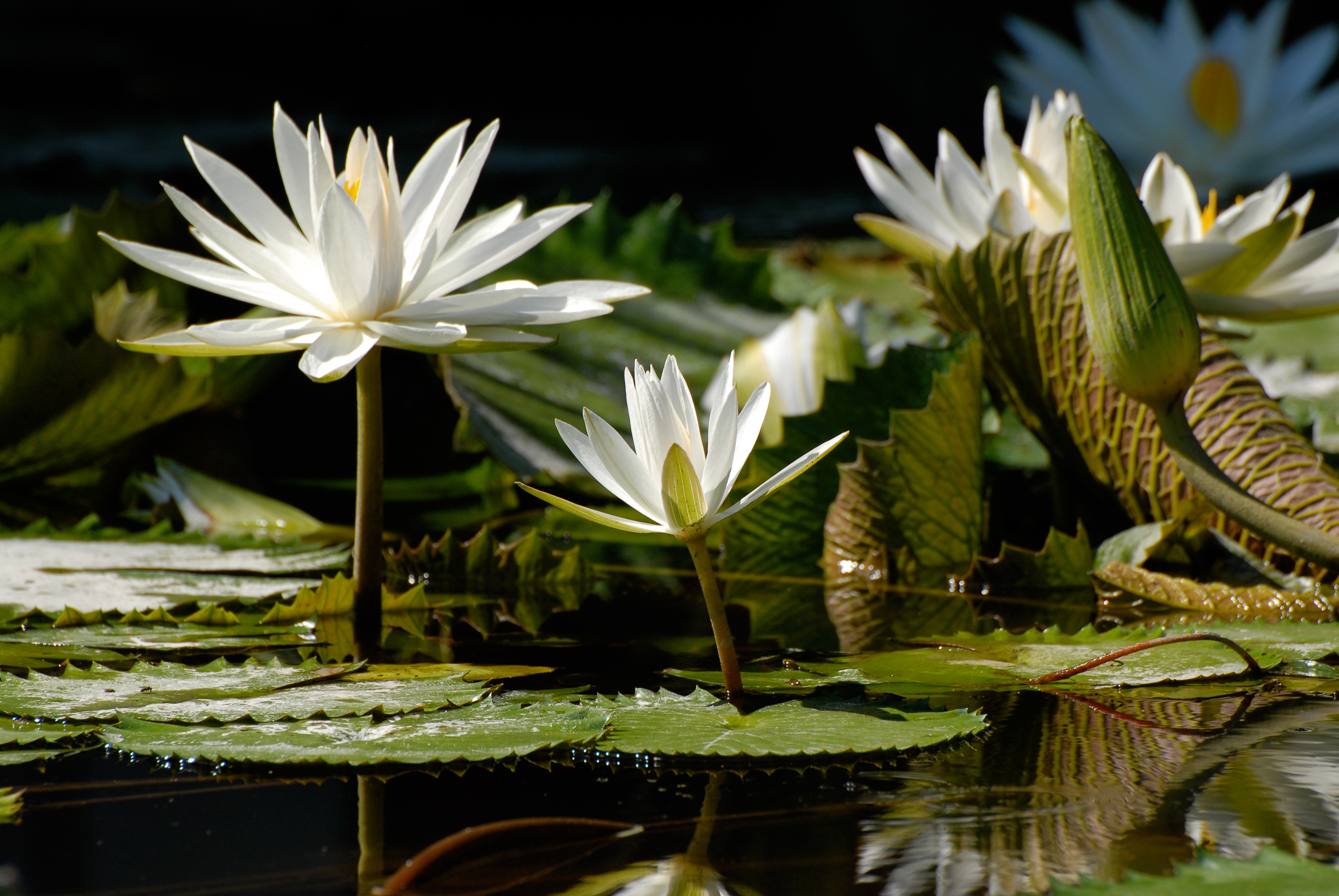 Wallpapers flora flowers pond on the desktop