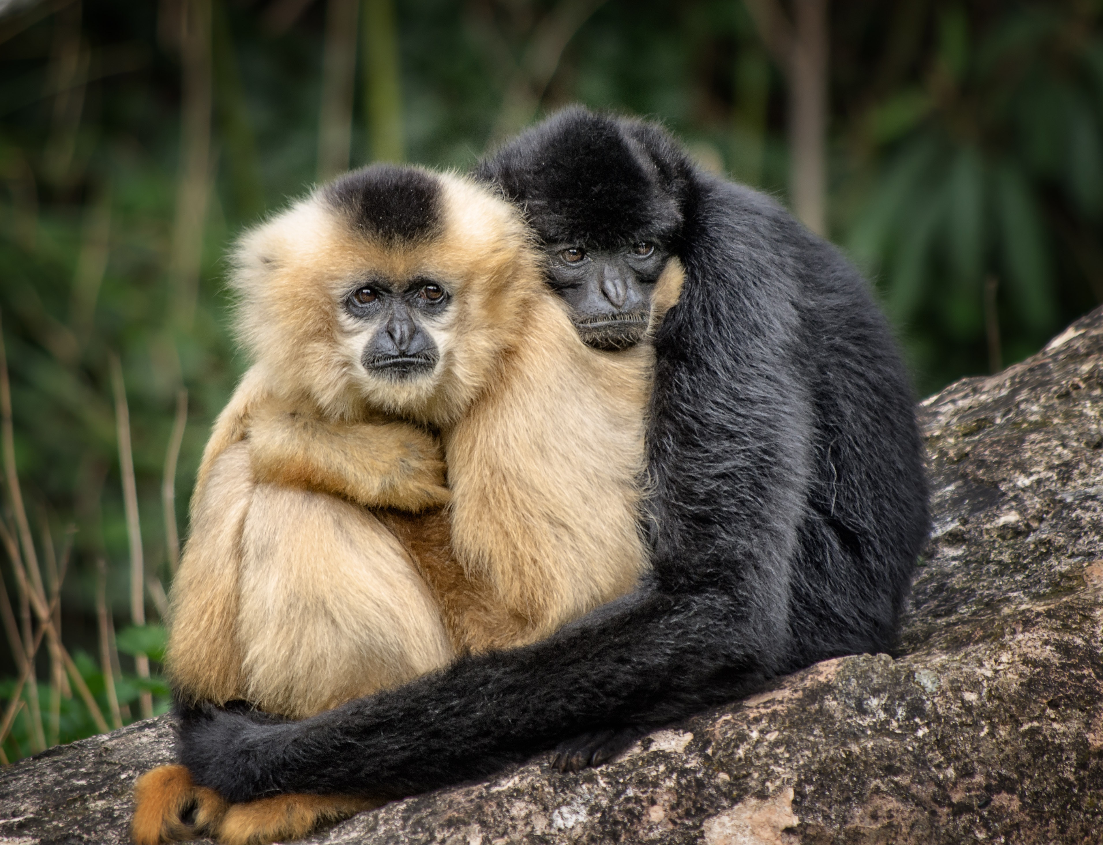 猴子们坐在彼此的怀里。