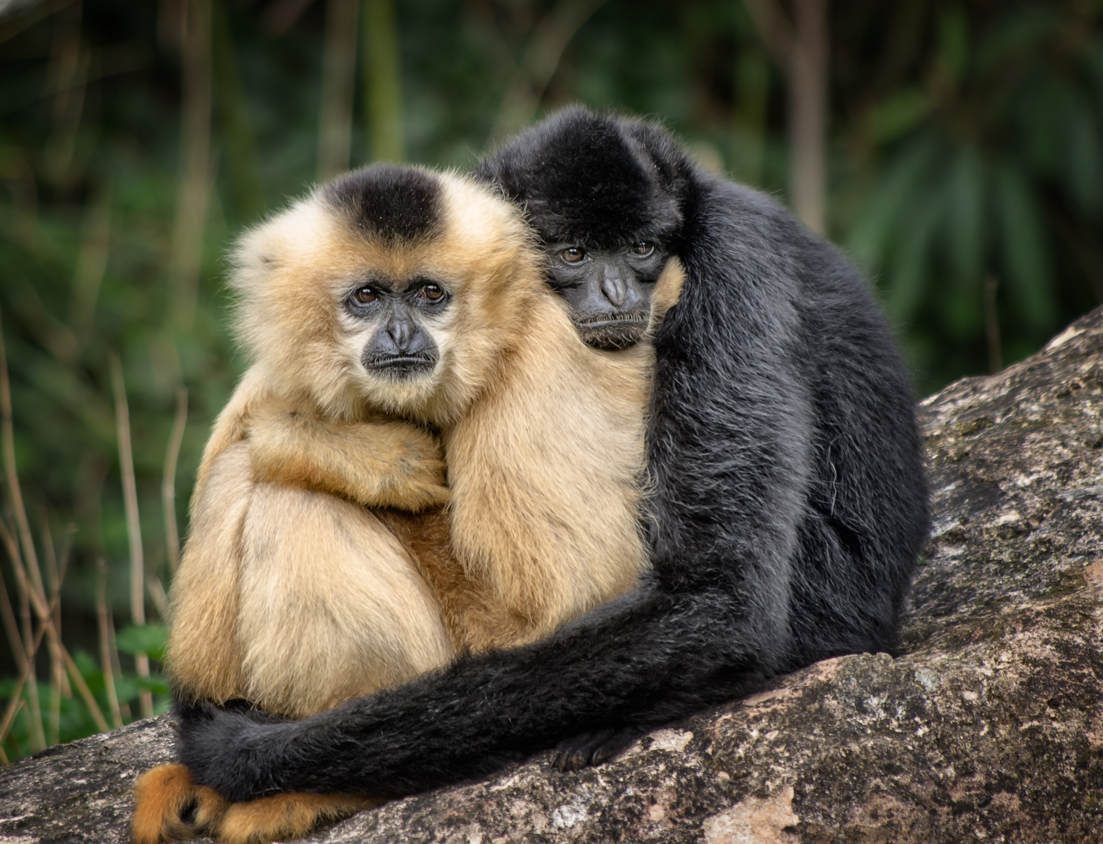 Free photo The monkeys are sitting in each other`s arms