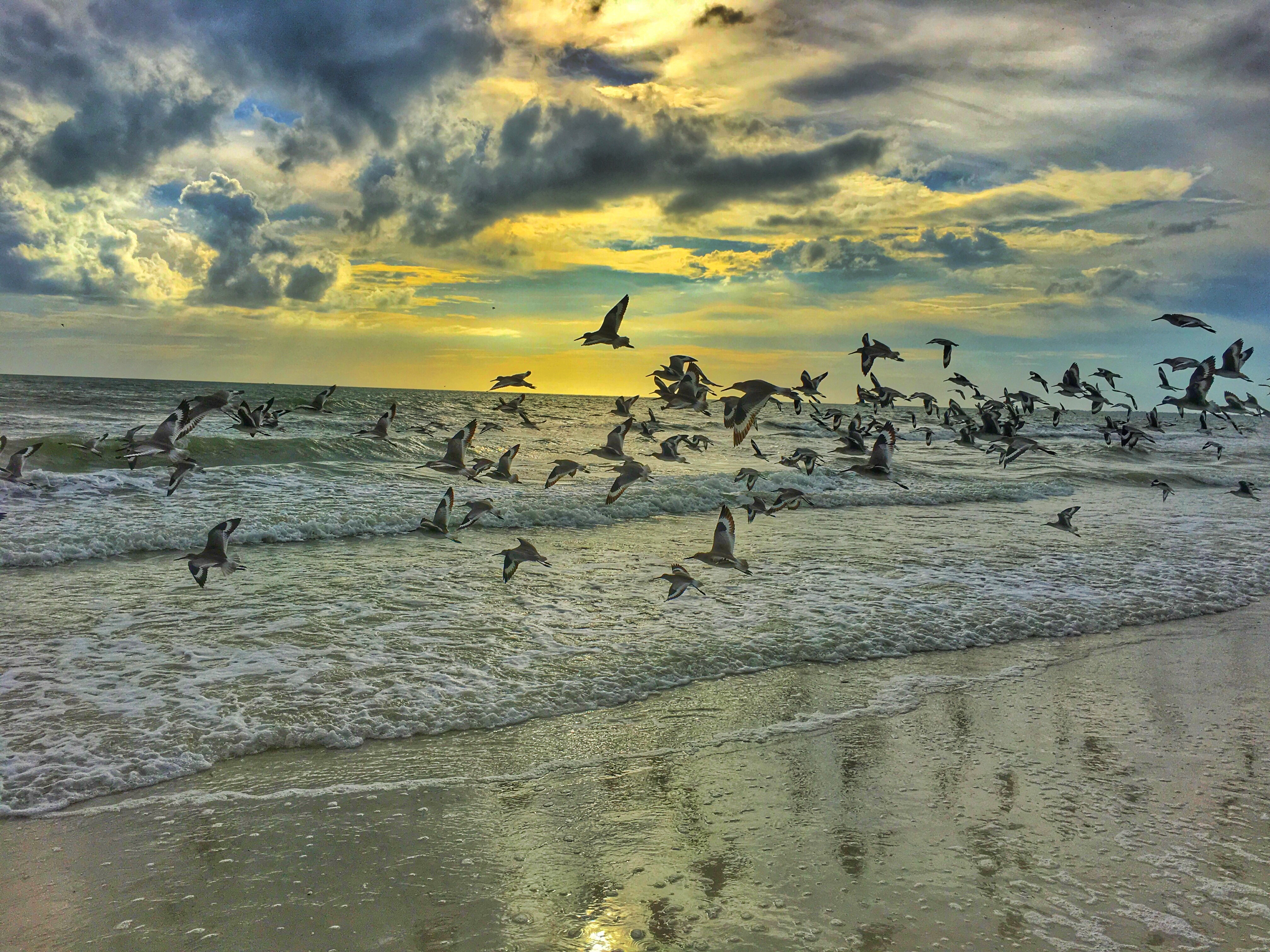 Free photo Birds fly near the seashore on the beach