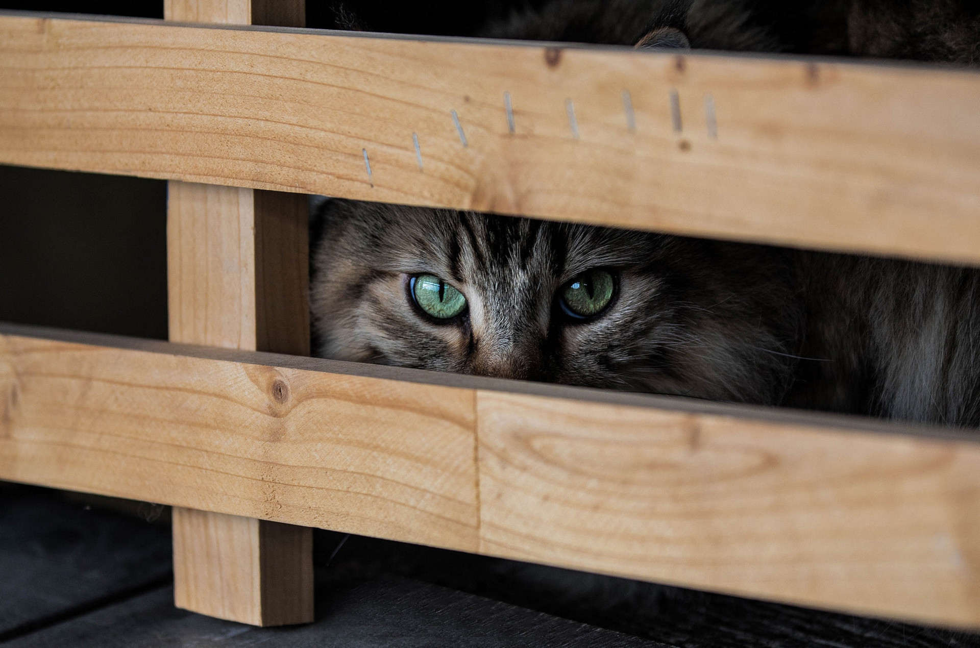 A cat hides behind a wooden fence