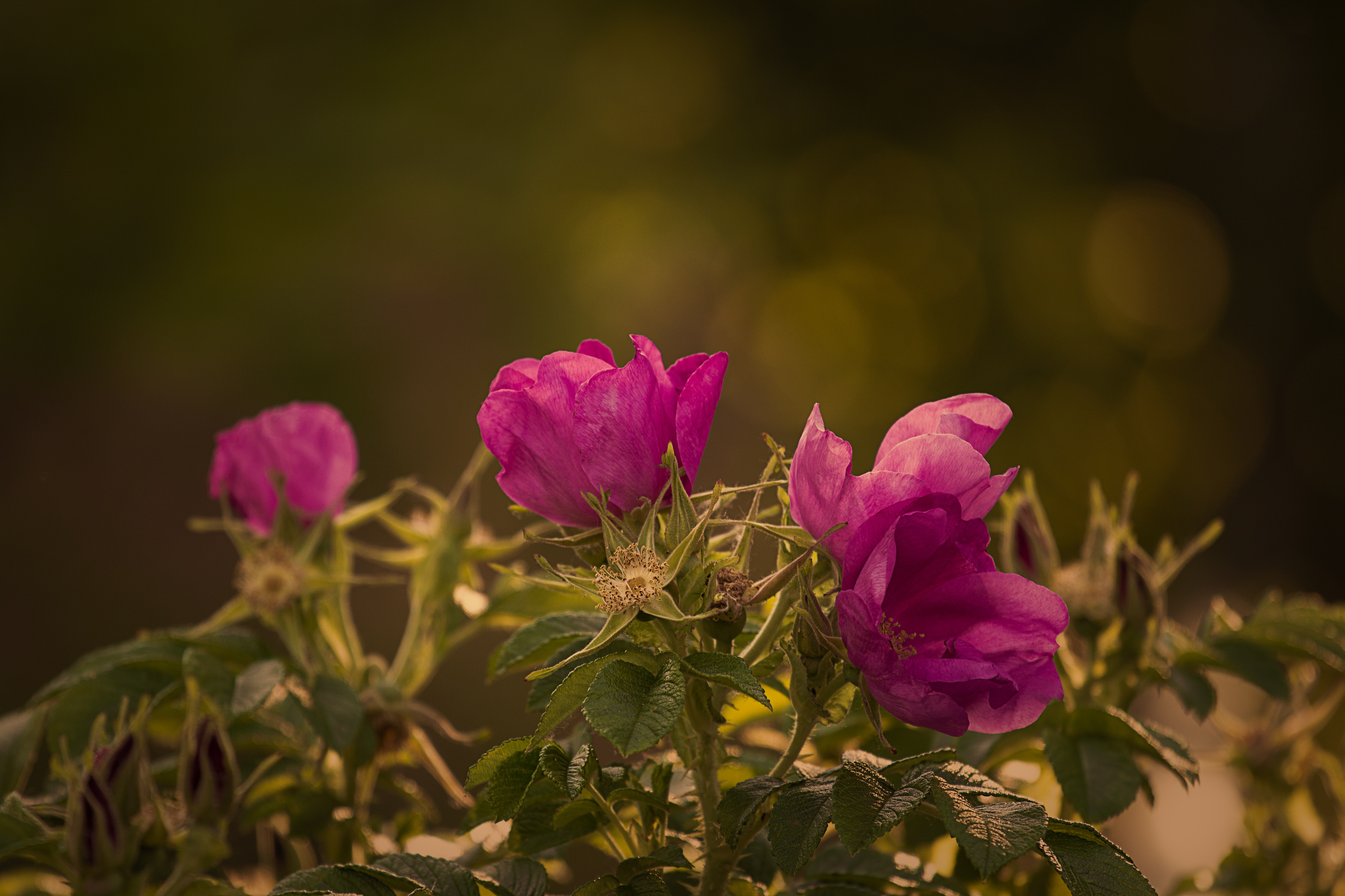 Wallpapers nature flower plant on the desktop