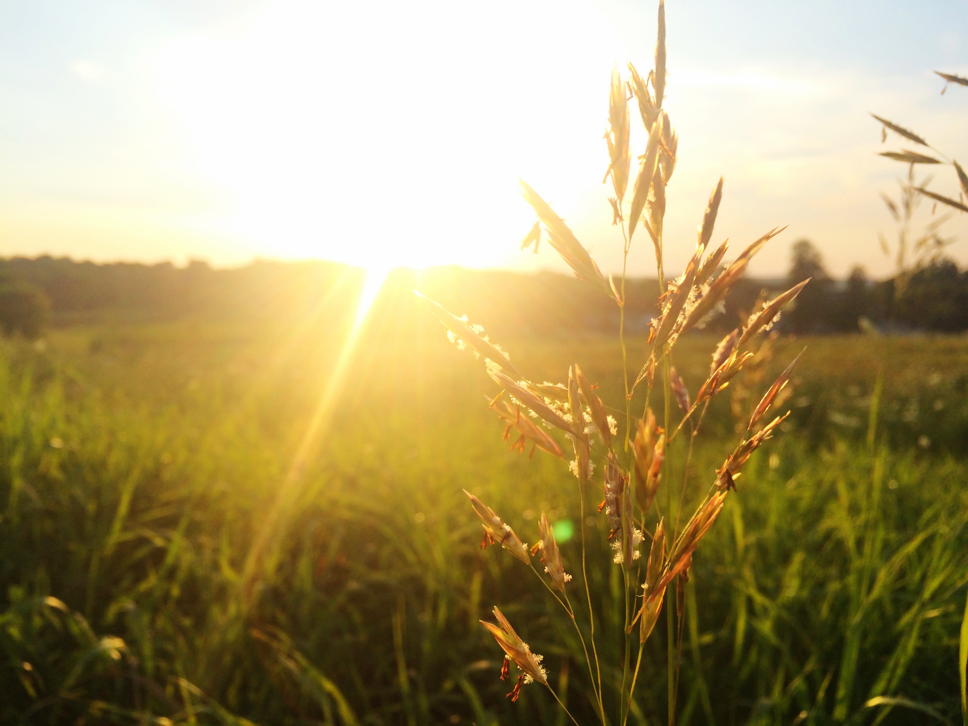 Ears of corn in the sun