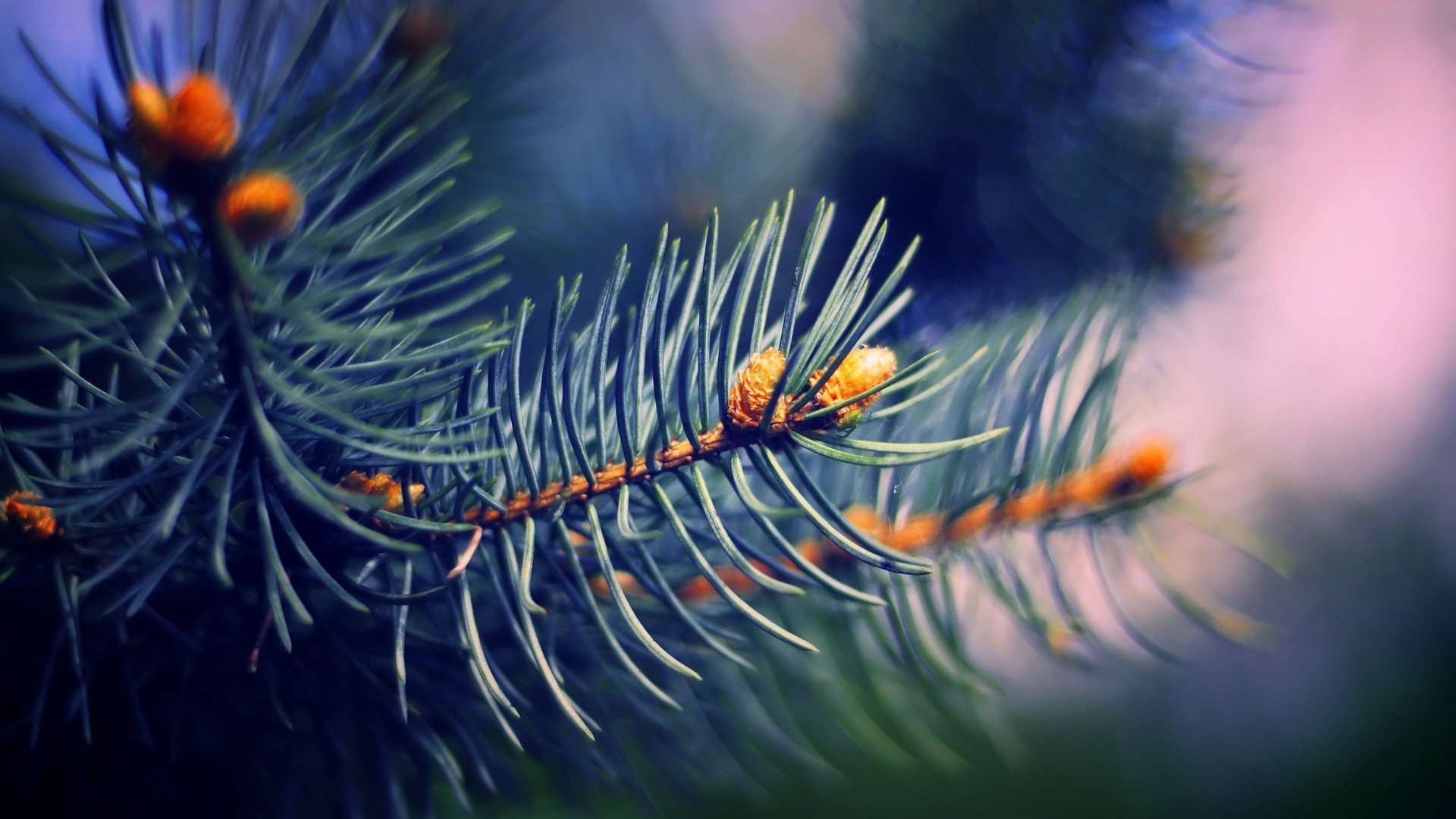 Биология дерева