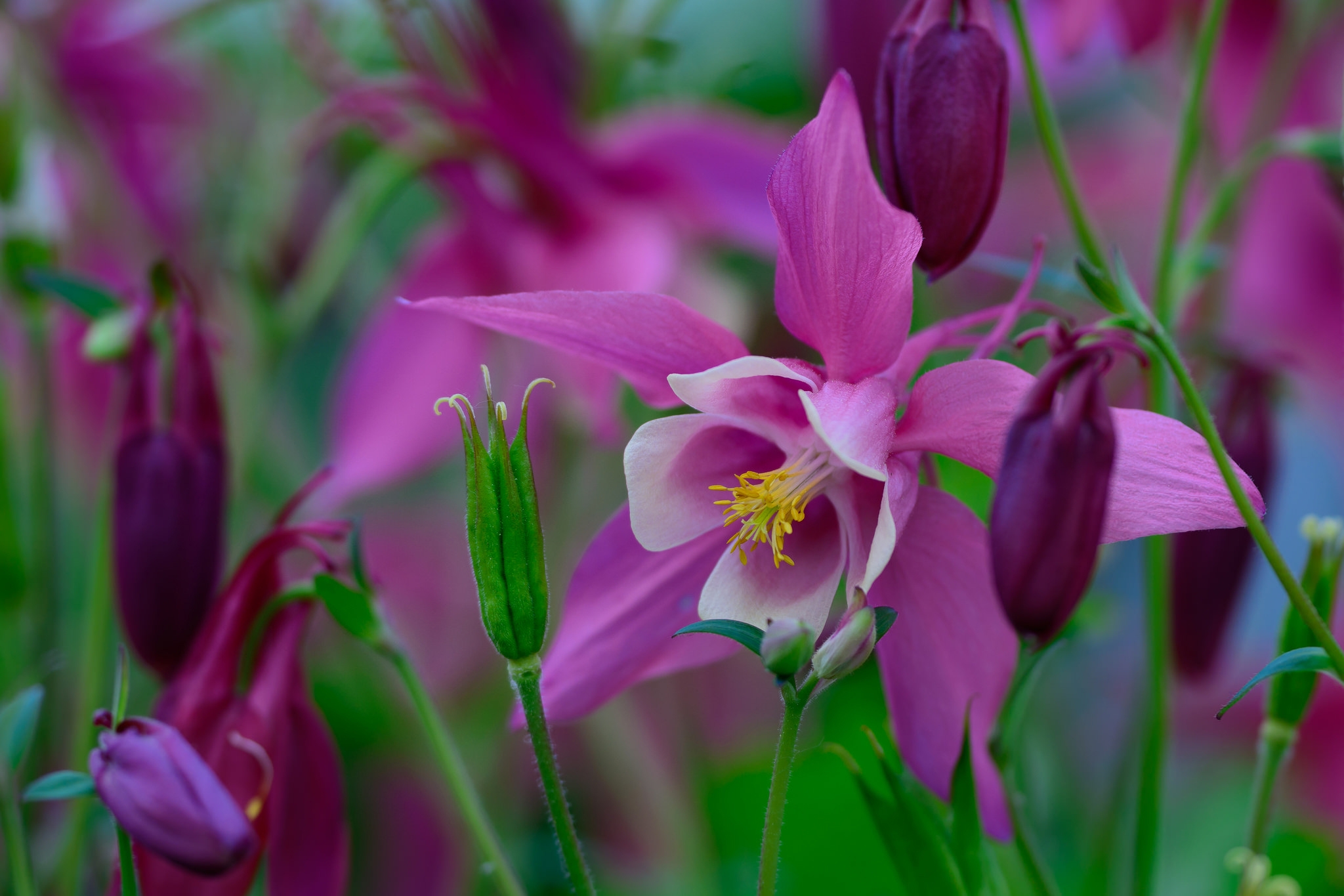Бесплатное фото Пурпурные цветы на поляне
