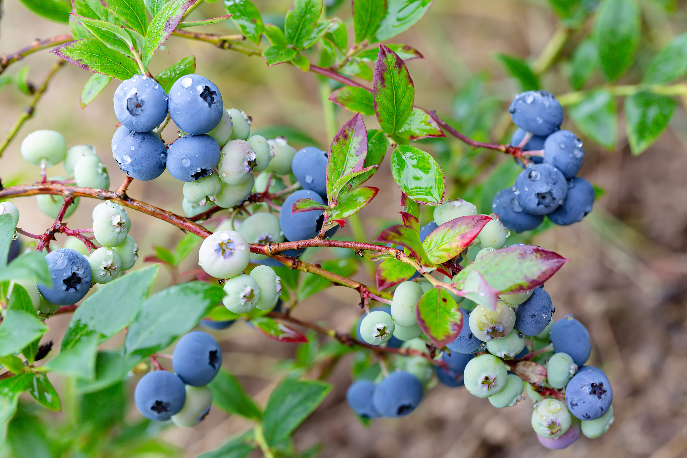 Free photo Blueberry branch