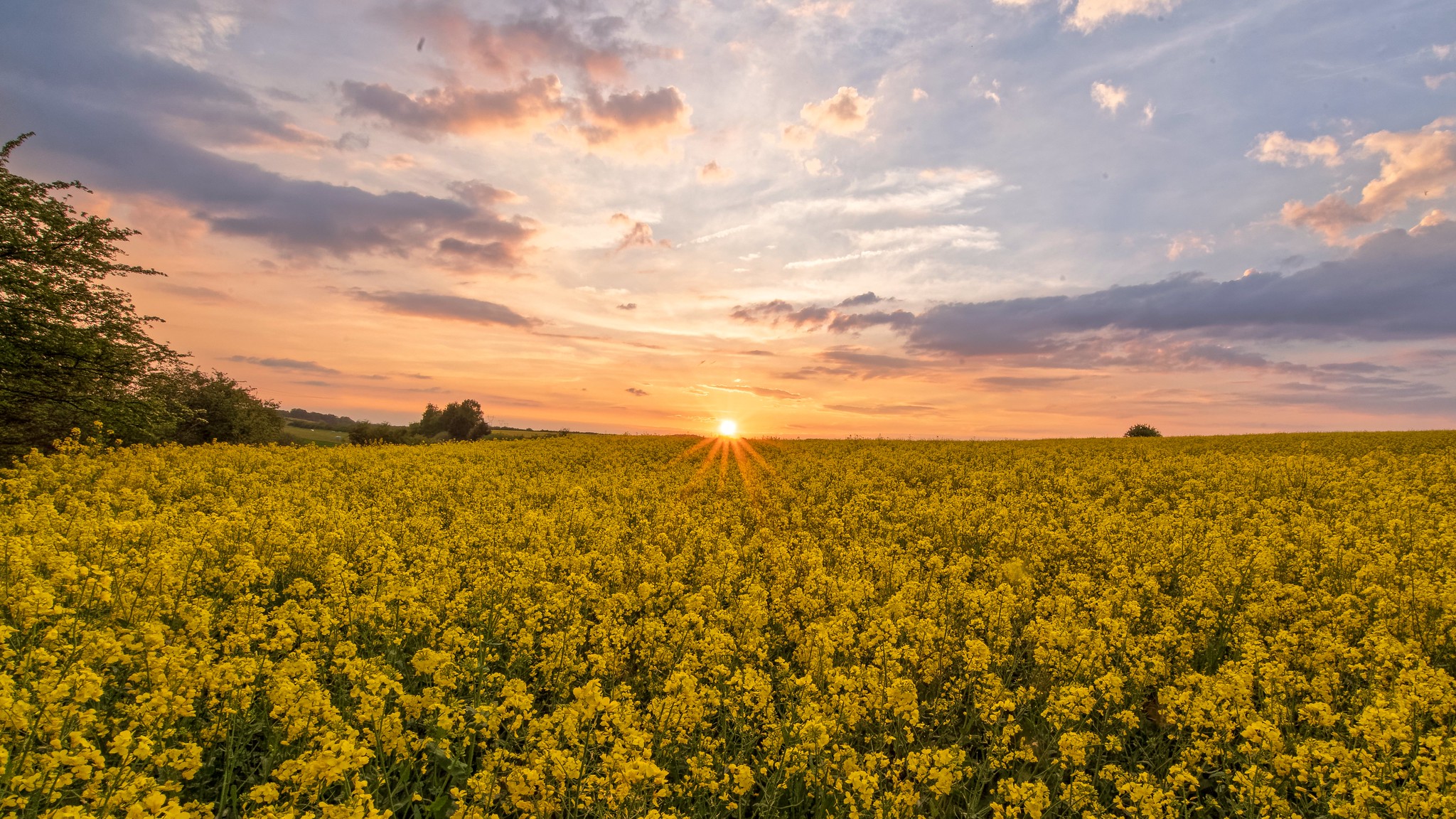 Free photo Sunset - field