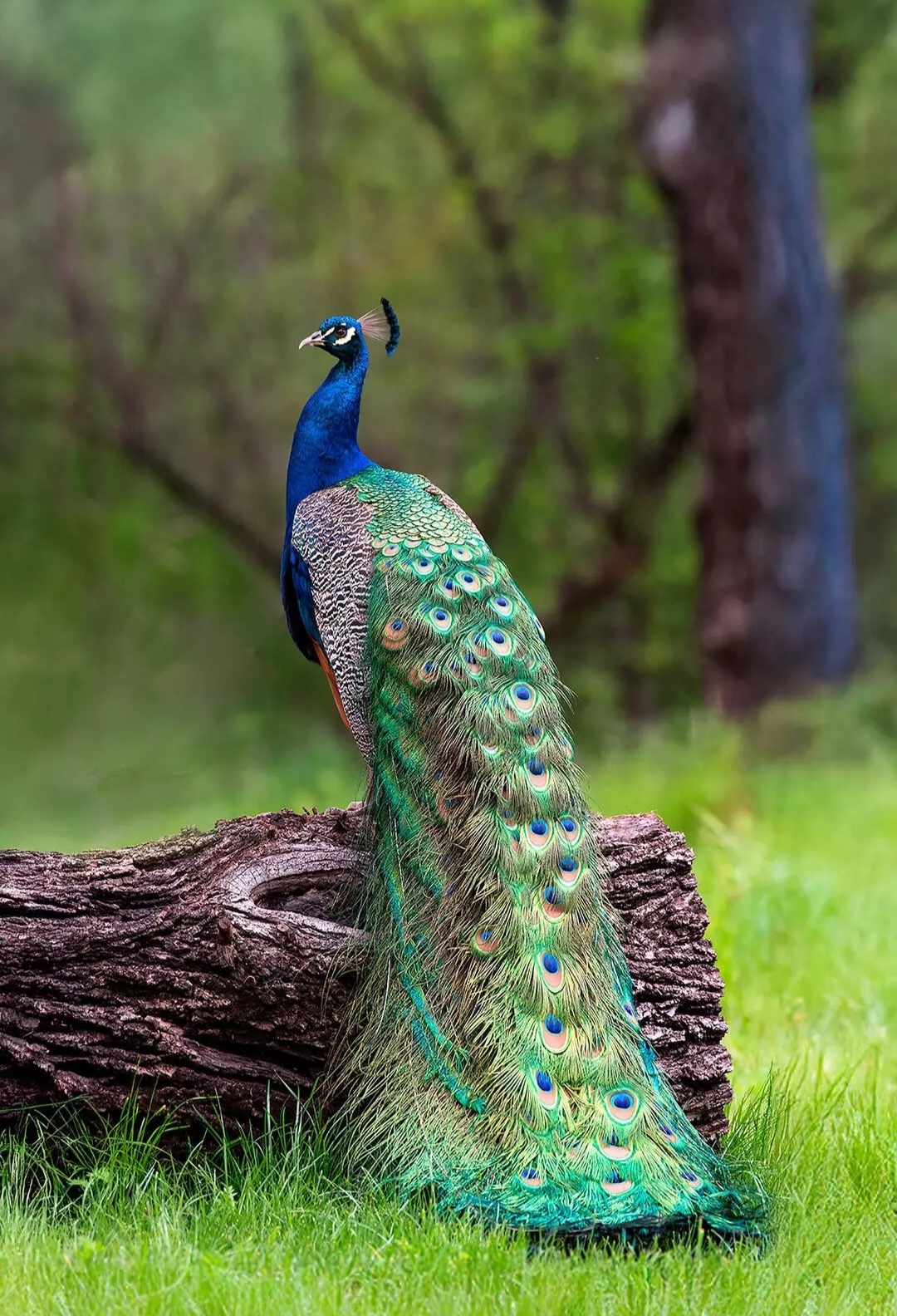 Индийский павлин на бревне