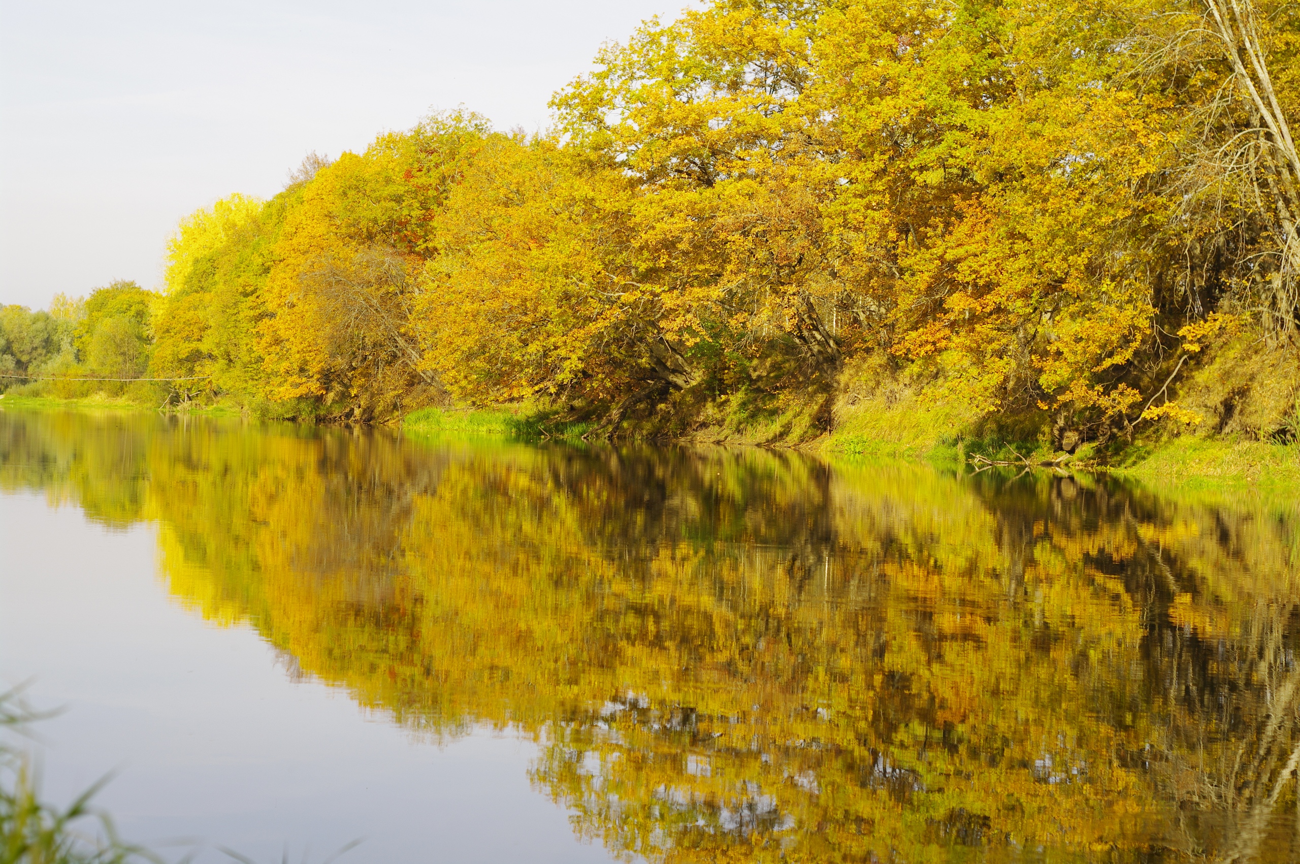 Wallpapers autumn bank river yellow leaves on the desktop