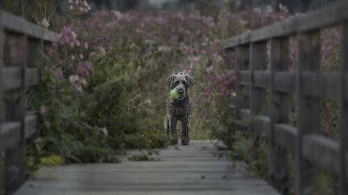 Бесплатное фото Собака несет арабский мяч в зубах