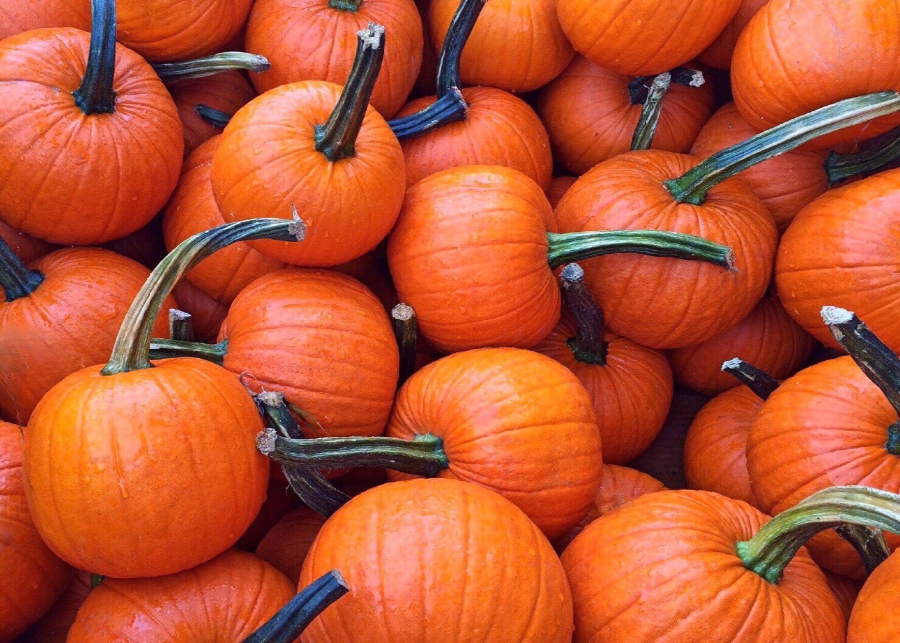 A big pile of orange pumpkins