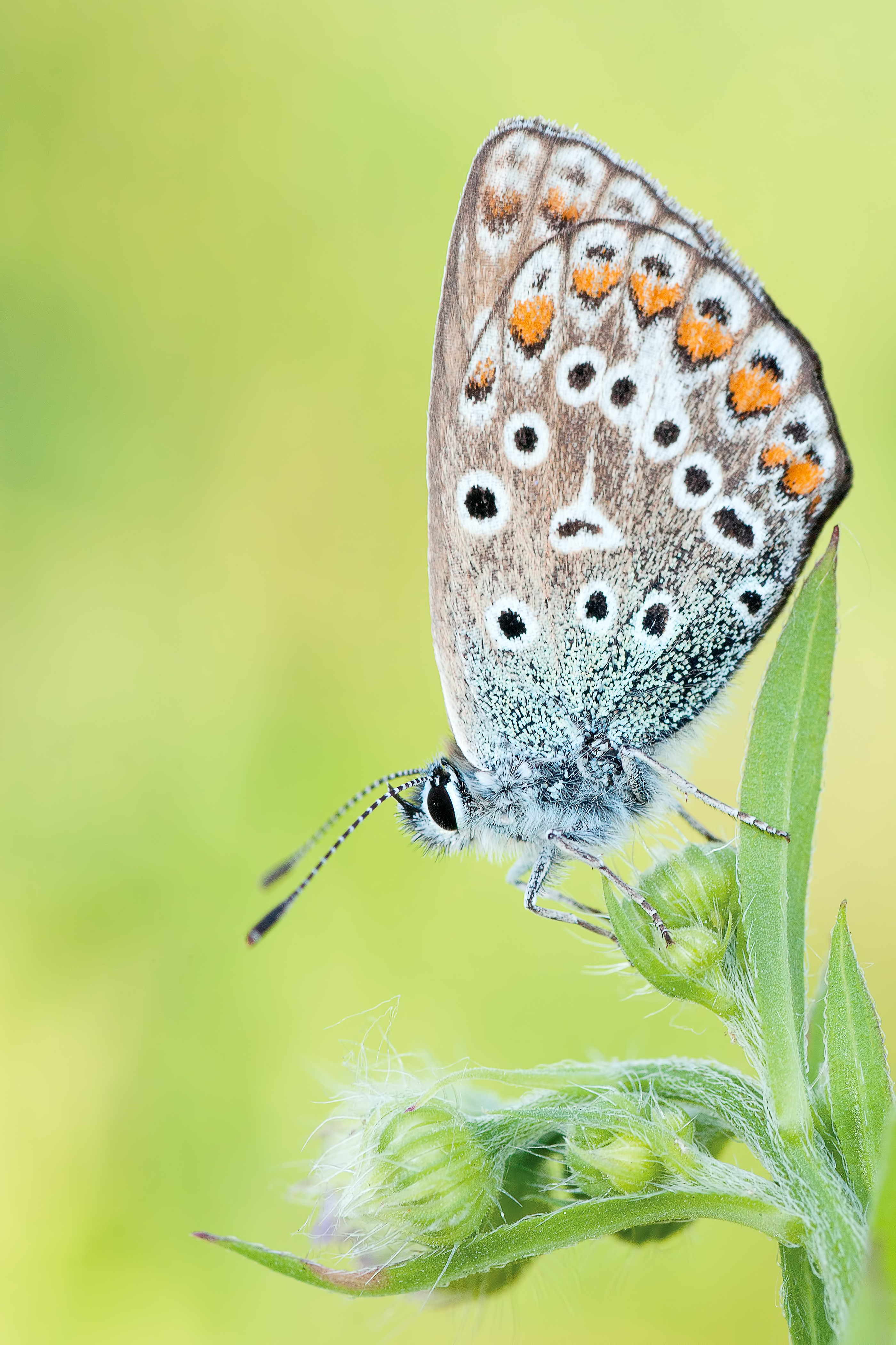 Free photo Butterfly on light green background