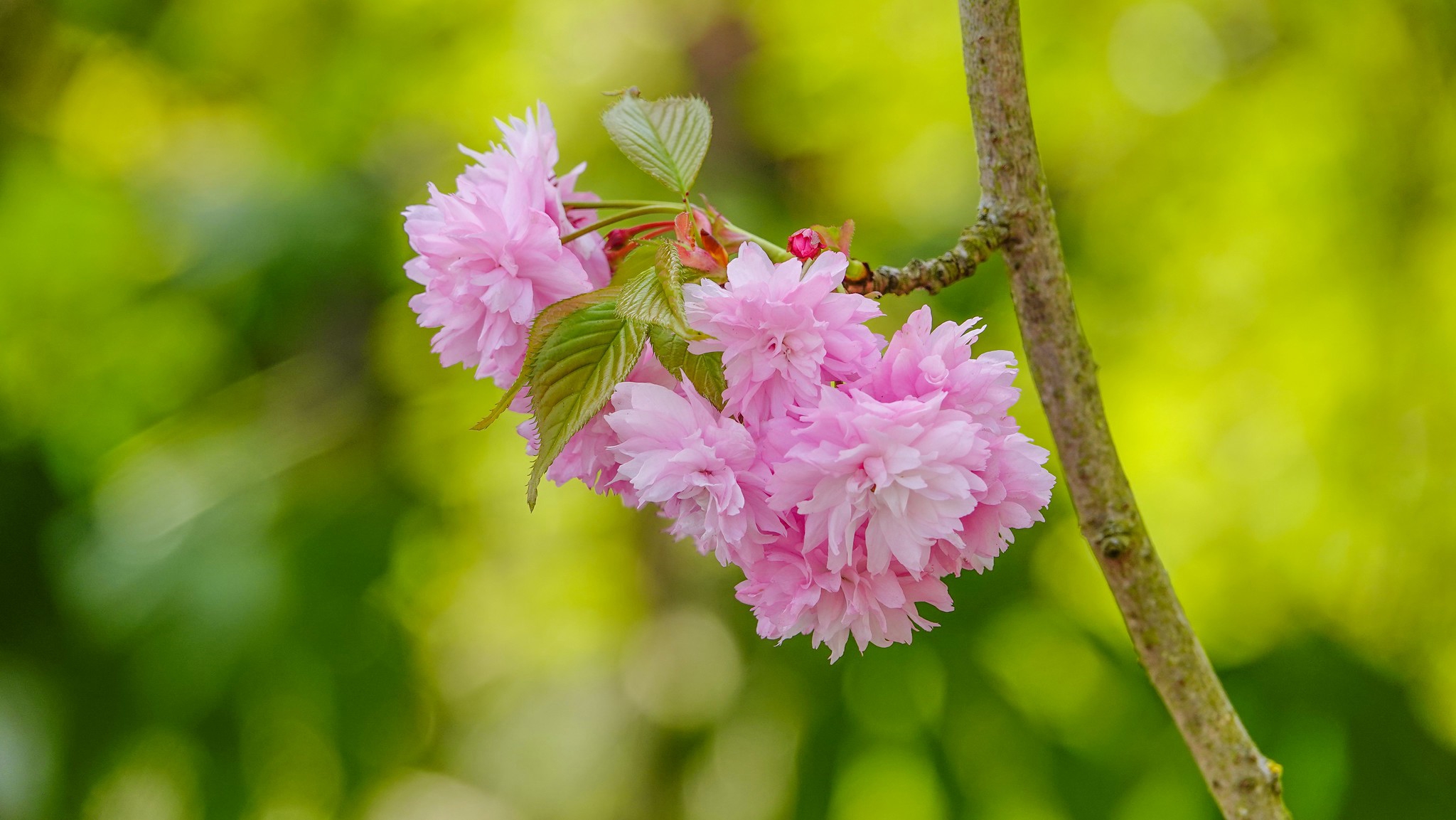 Free photo Cherry branch with flowers