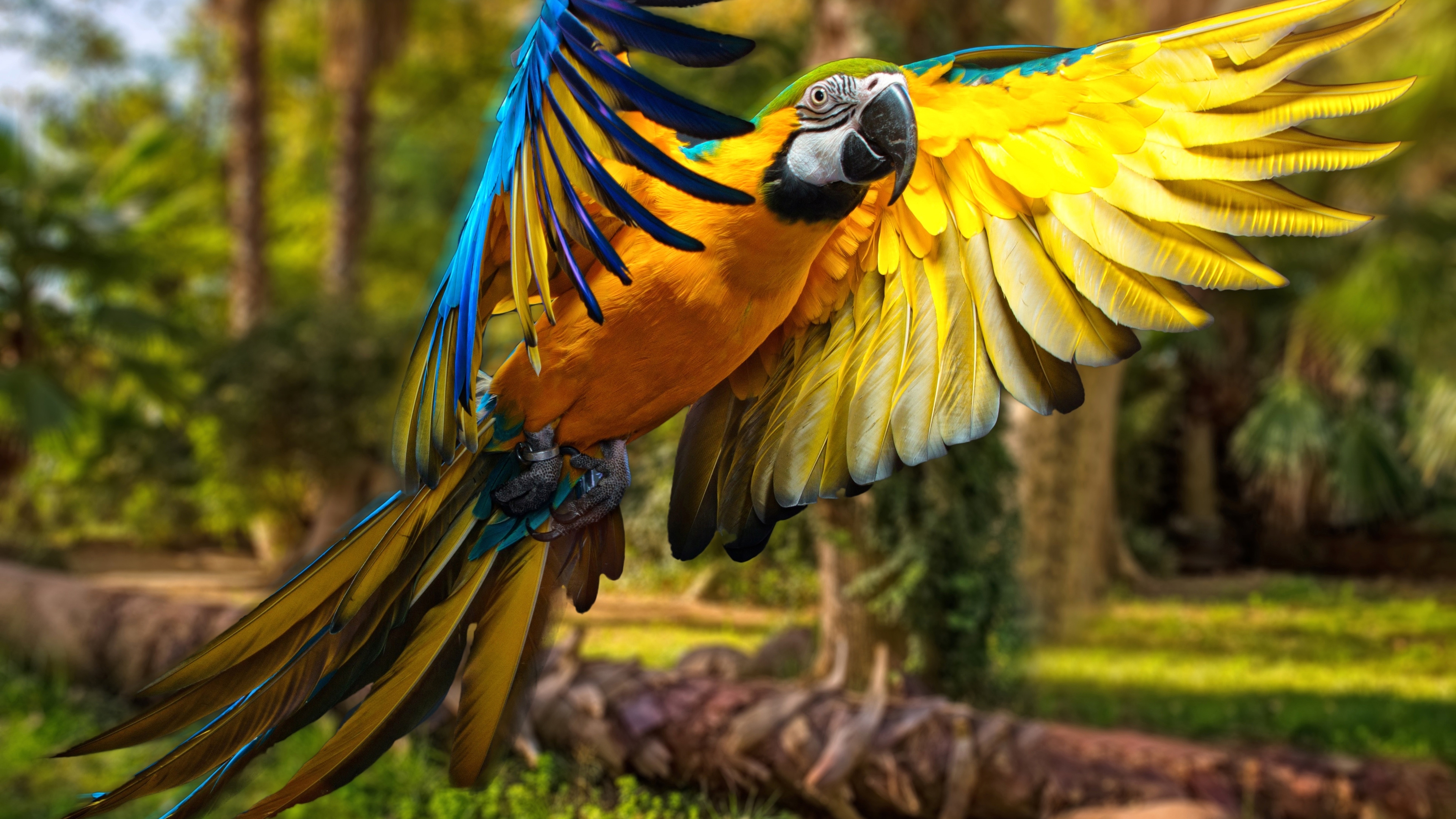 Macau parrot in flight