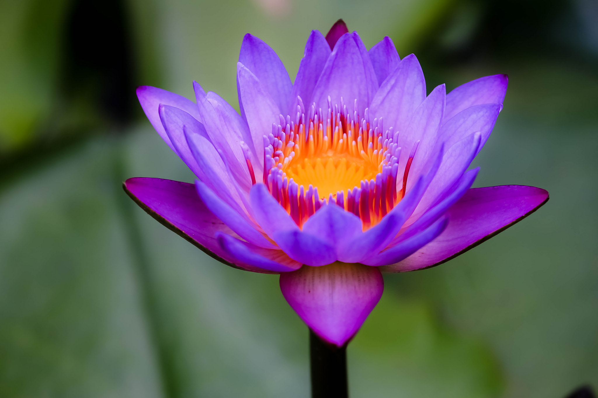 Wallpapers water lilies purple flower water lily on the desktop